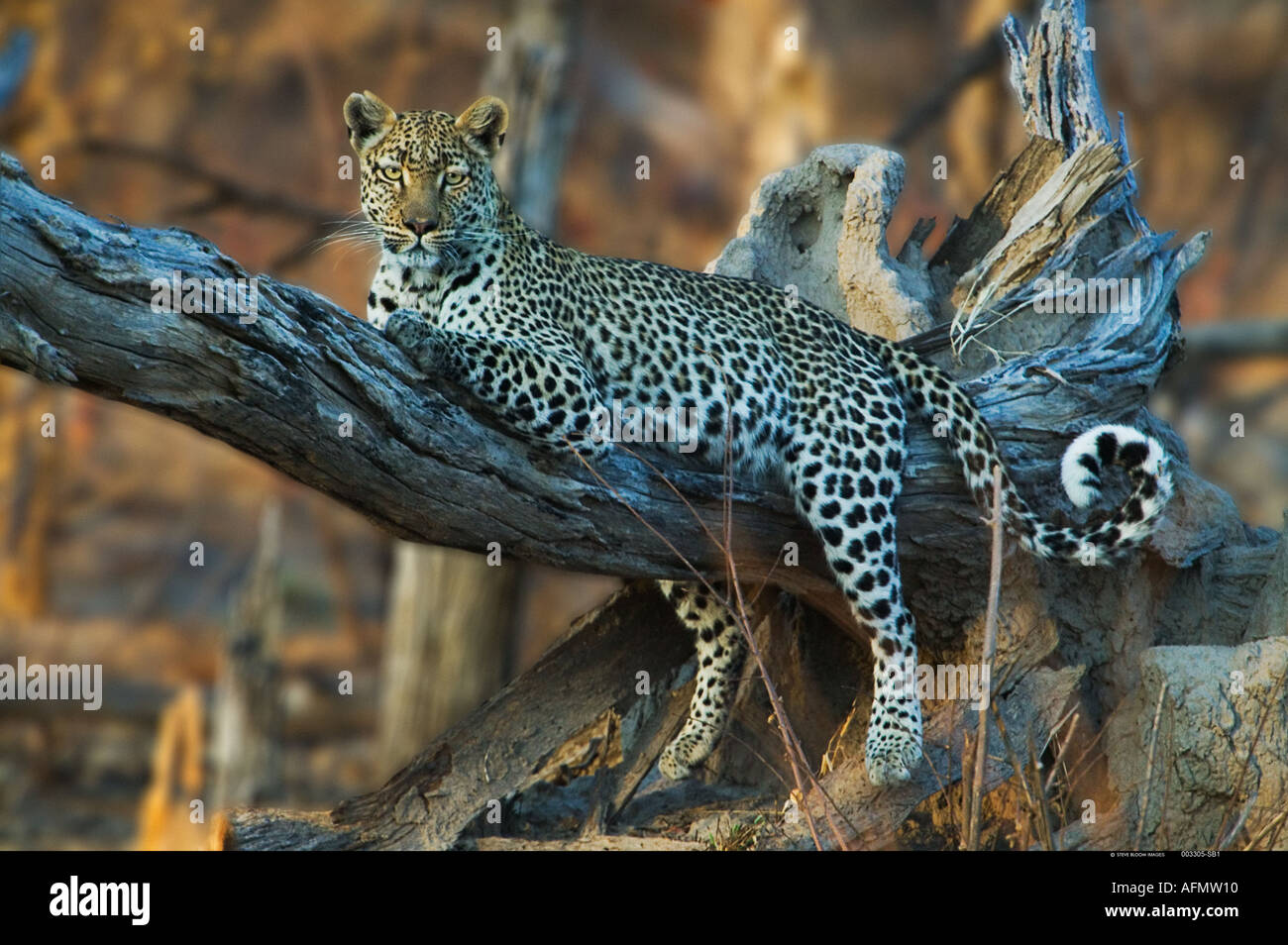 Leoparden im Baum Khwai Botswana ruht Stockfoto