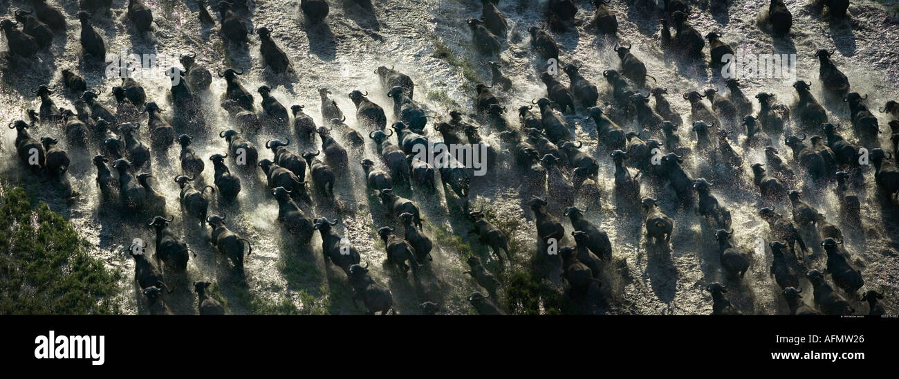 Luftaufnahme einer Herde afrikanischer Büffel laufen durch den Sumpf Okavango Delta, Botswana Stockfoto