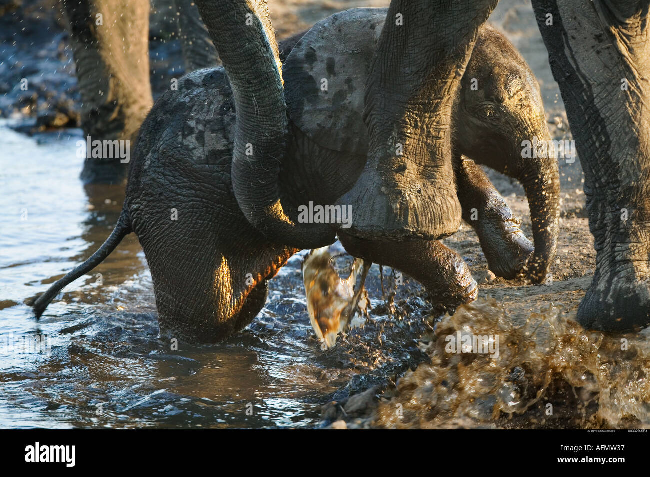 Erwachsenen afrikanischen Elefanten helfen, Wade aus einem Wasserloch Botswana Stockfoto