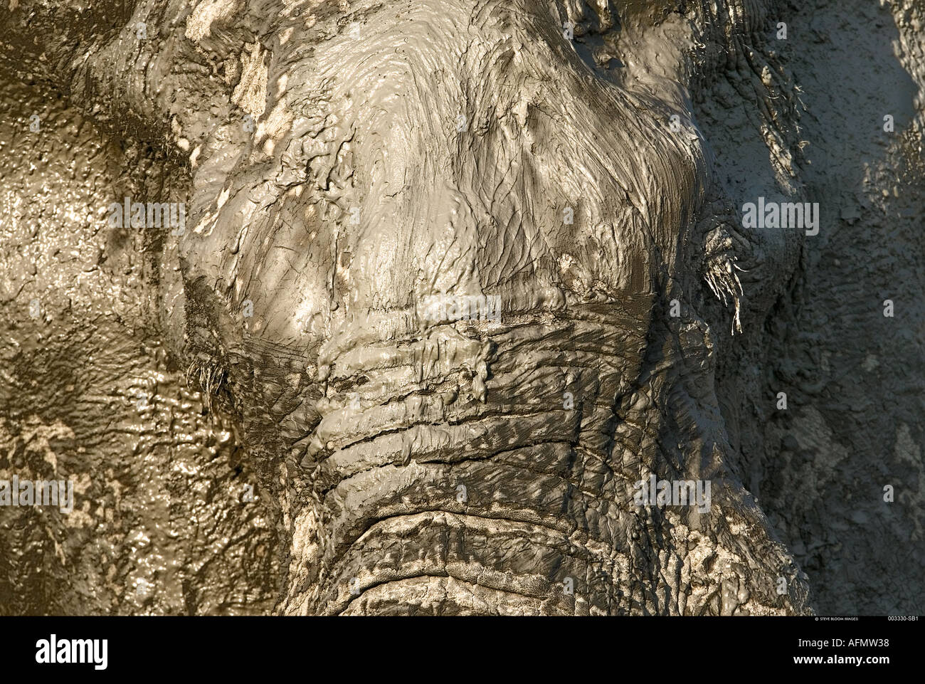 Afrikanische Elefanten in Botswana Schlamm verkrustet Stockfoto