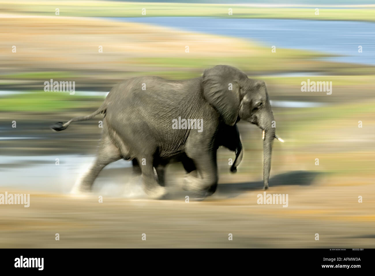 Afrikanische Elefanten Botswana Stockfoto
