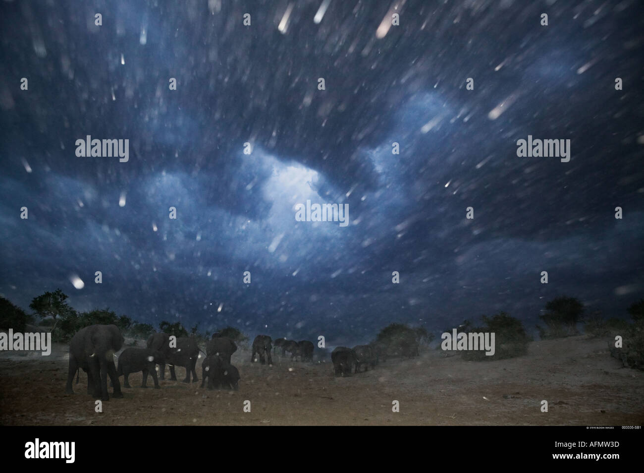 Afrikanische Elefanten in einem Duststorm in der Nacht Norden Botswanas Chobe Stockfoto
