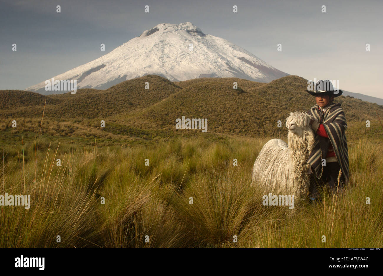 Vulkan Cotopaxi 5897m und langhaarige Alpaca Suri Cotopaxi Nationalpark Anden Ecuador Südamerika Stockfoto