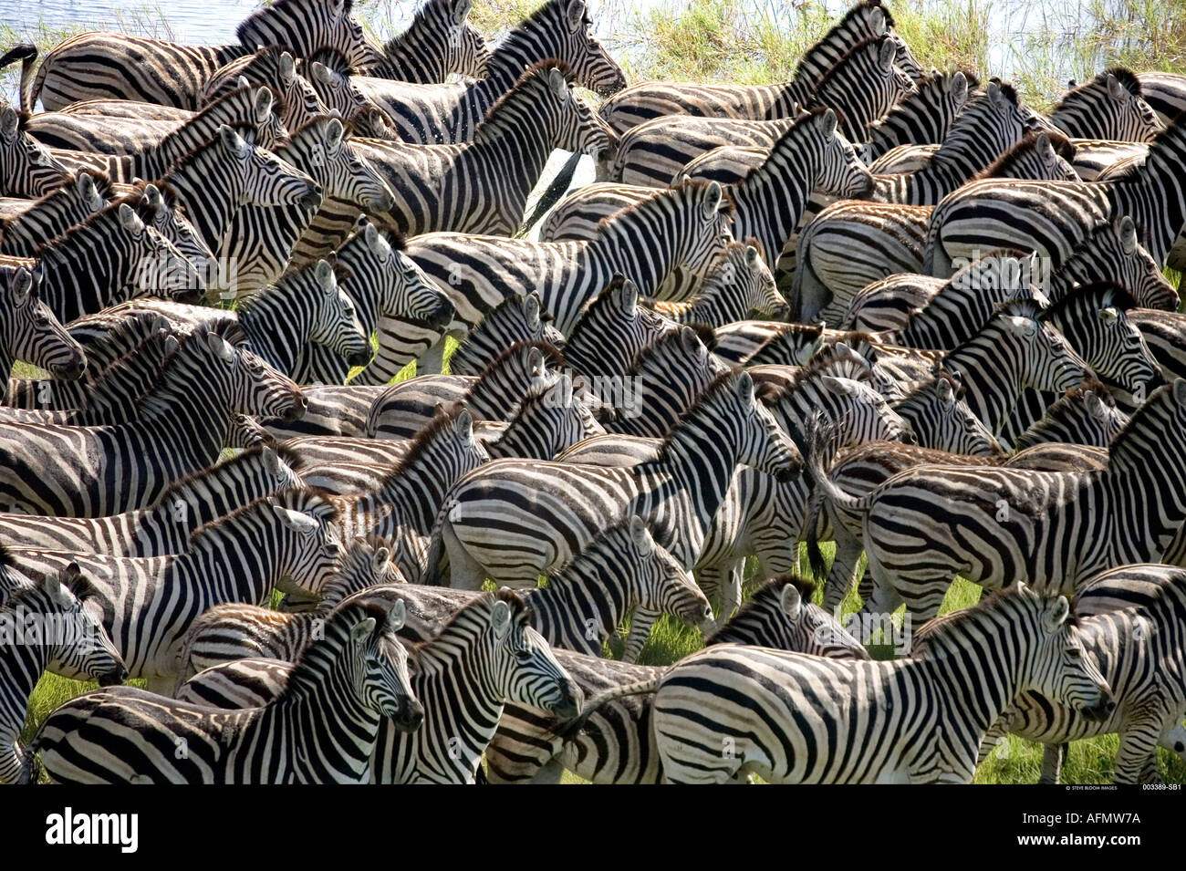 Herde Zebras Okavango Botswanas Stockfoto