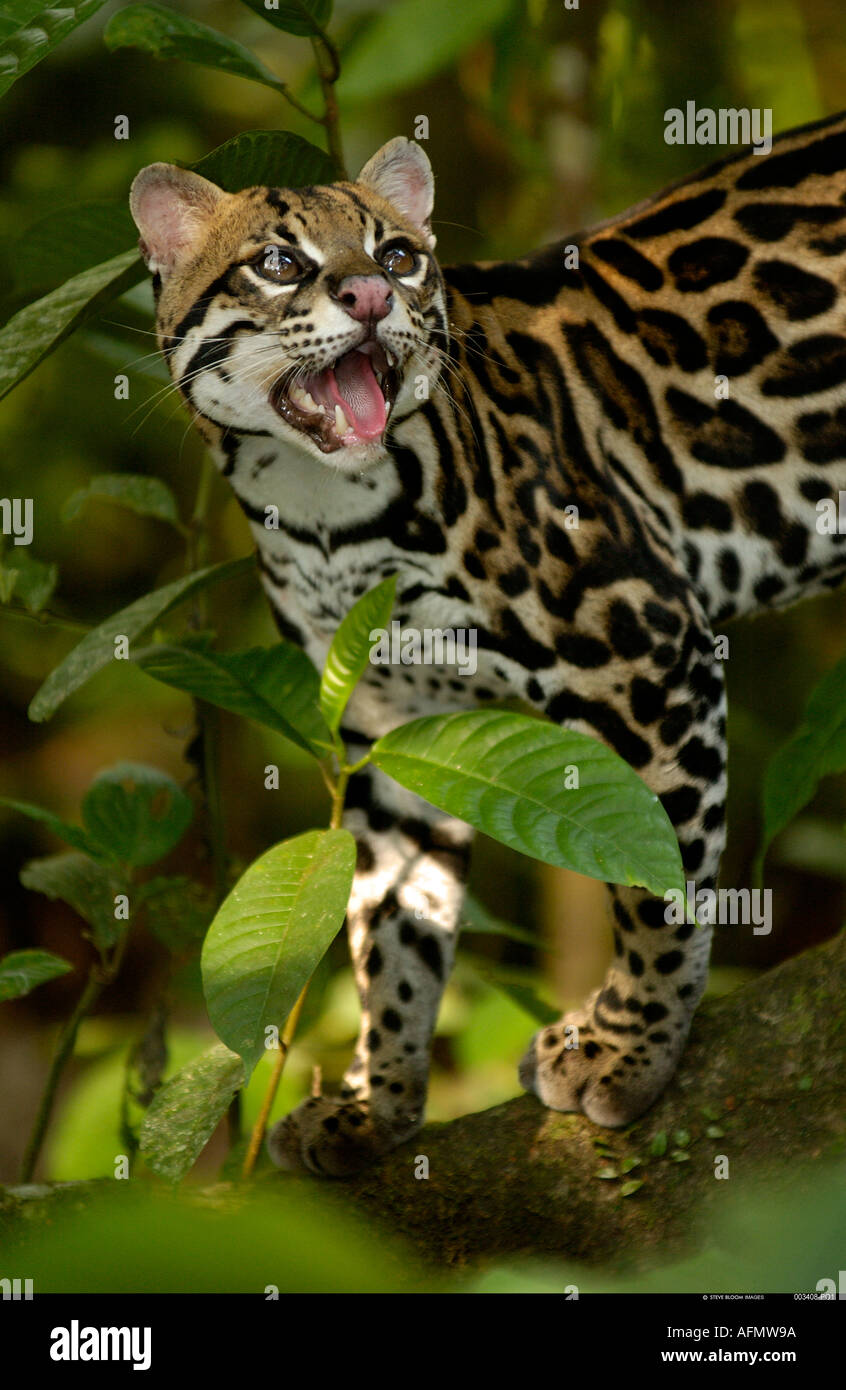 Ozelot-Amazonas-Regenwald-Ecuador Stockfoto