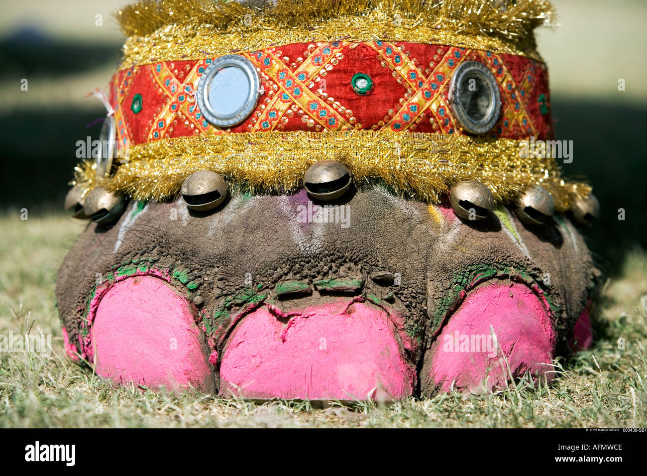 Elefant mit Fußnägel lackiert in Vorbereitung auf den Elephant Festival Jaipur Indien Stockfoto