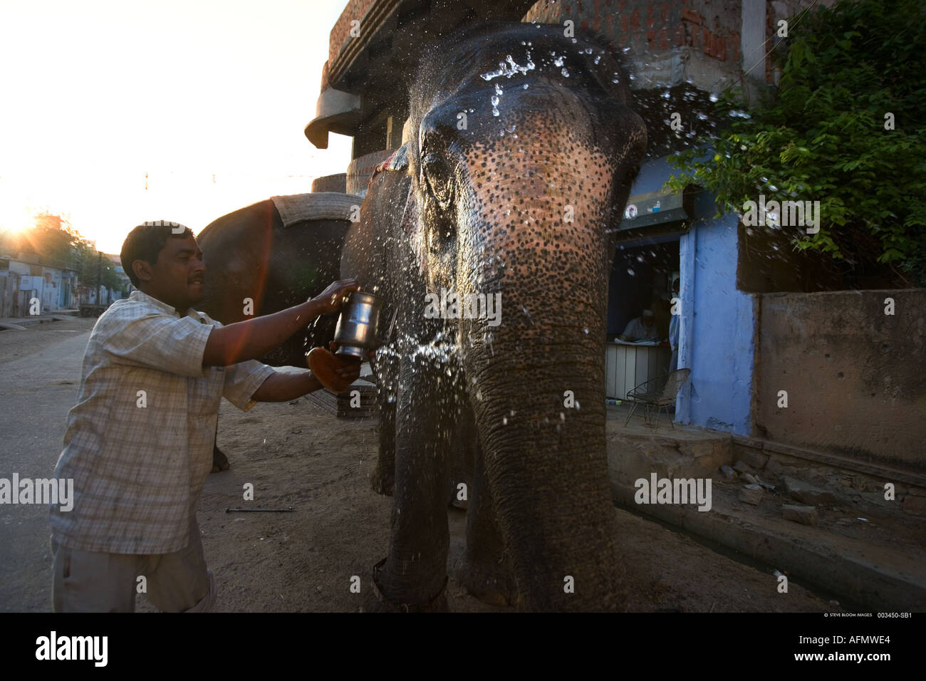 Indischer Elefant mit Besitzer Jaipur Indien domestiziert Stockfoto