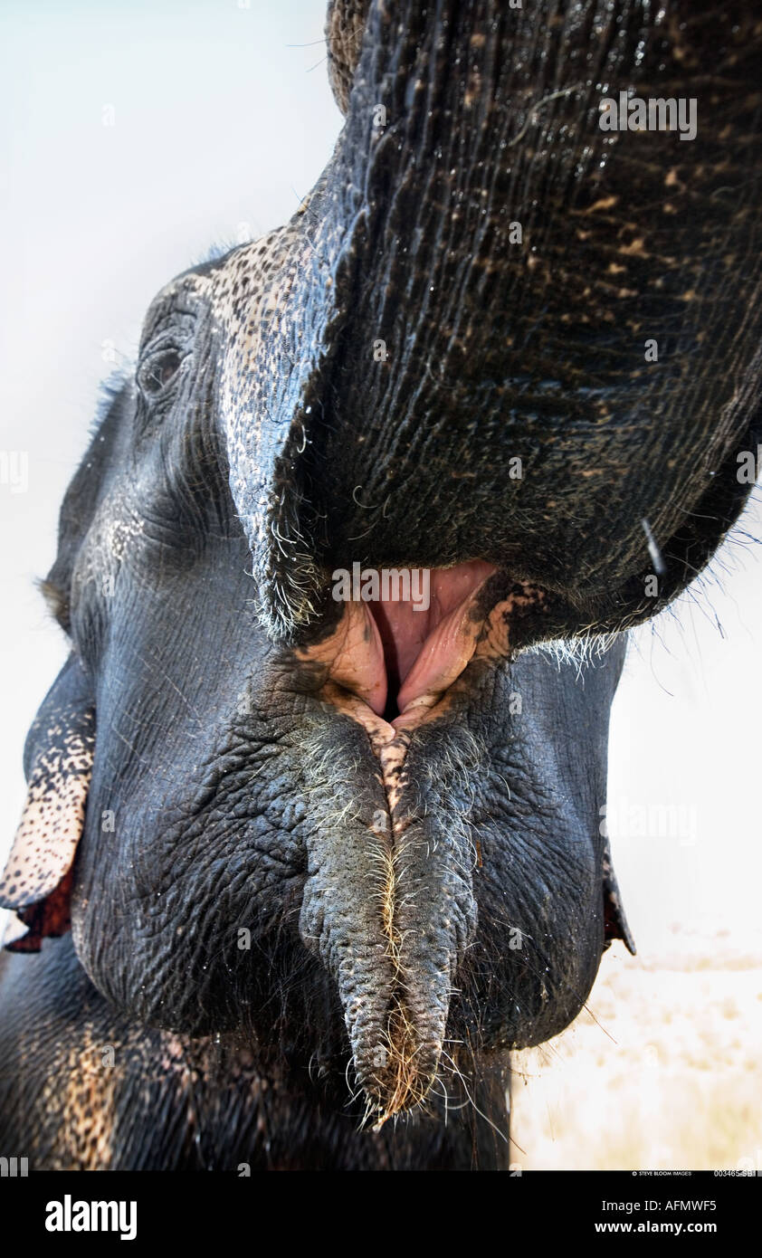 Der indische Elefant Jaipur Indien hautnah Stockfoto
