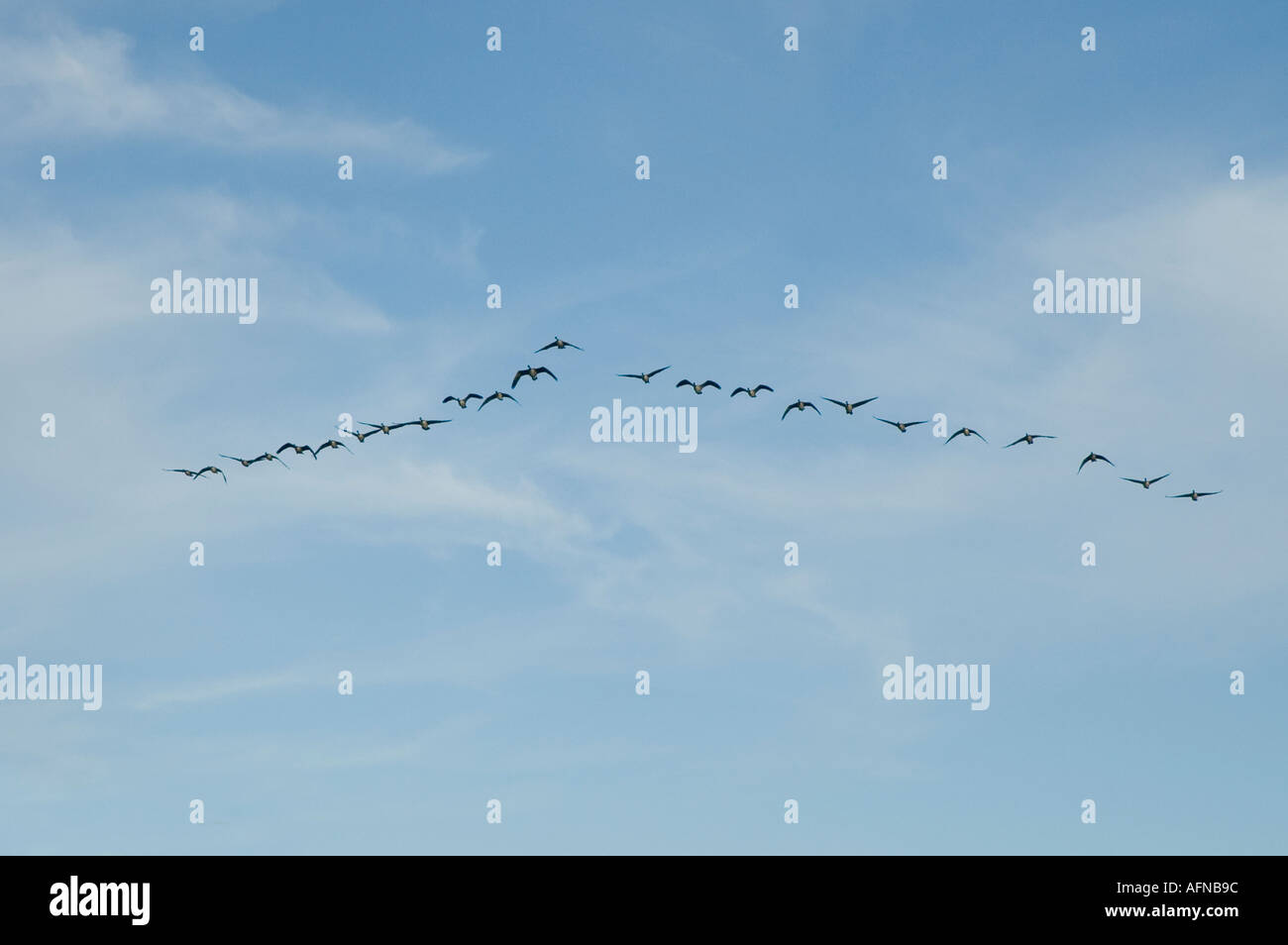 Kanadische Gänse fliegen in Formation Form in einer V-Konfiguration Stockfoto