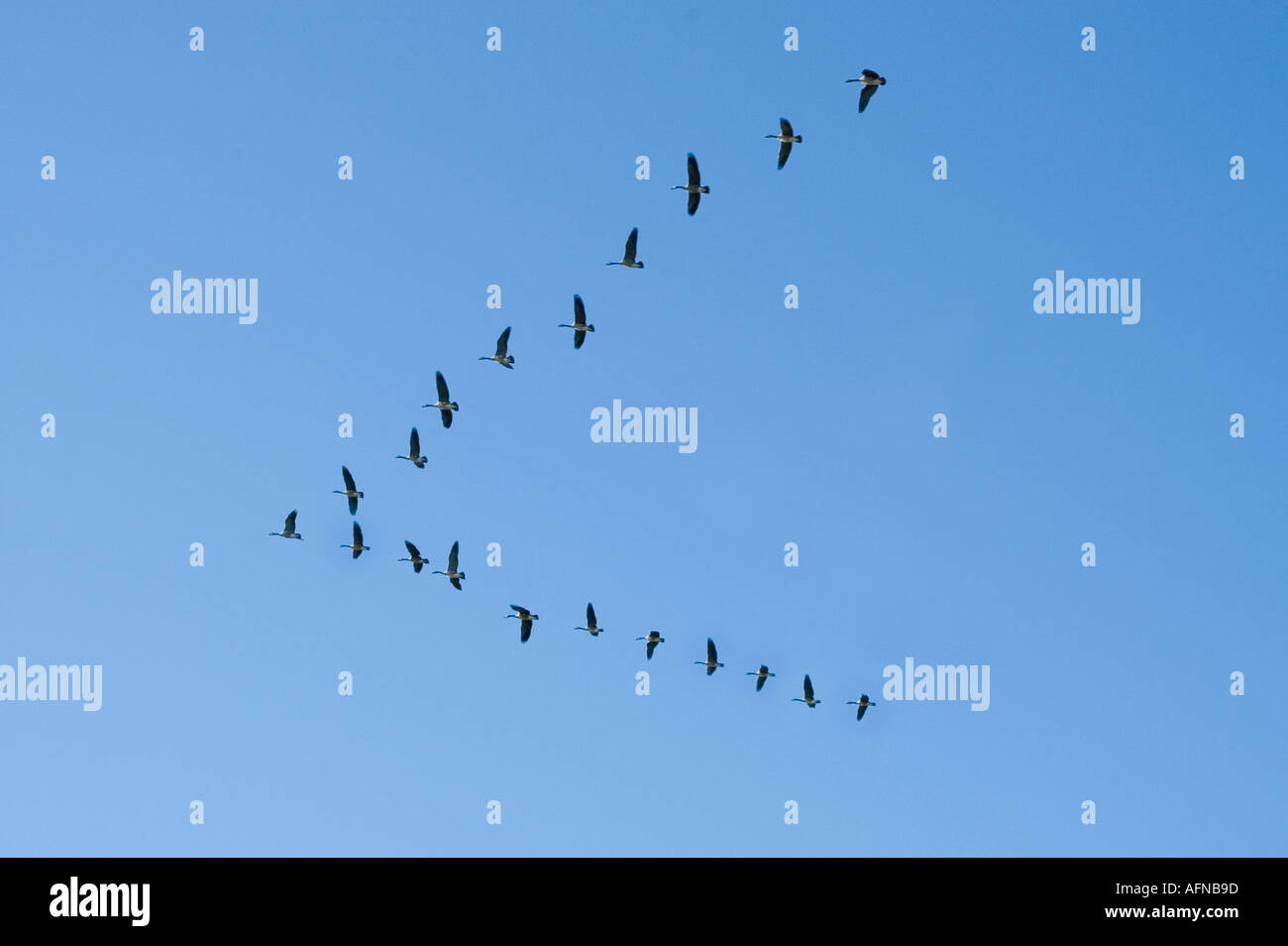 Kanadische Gänse fliegen in Form eines Bildung in einem V Stockfoto