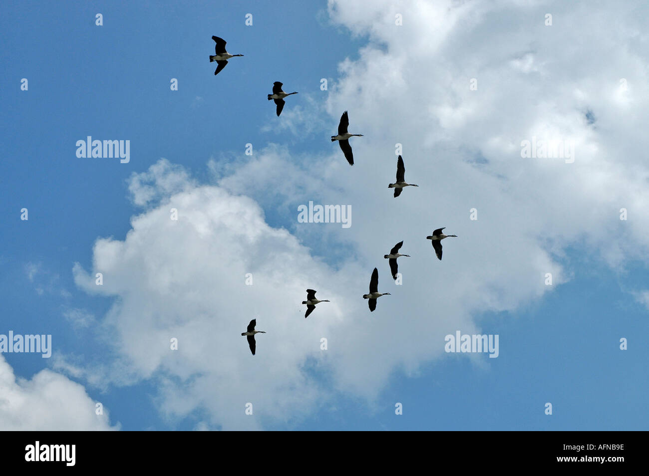 Kanadische Gänse fliegen in Formation Form in einer V-Konfiguration Stockfoto