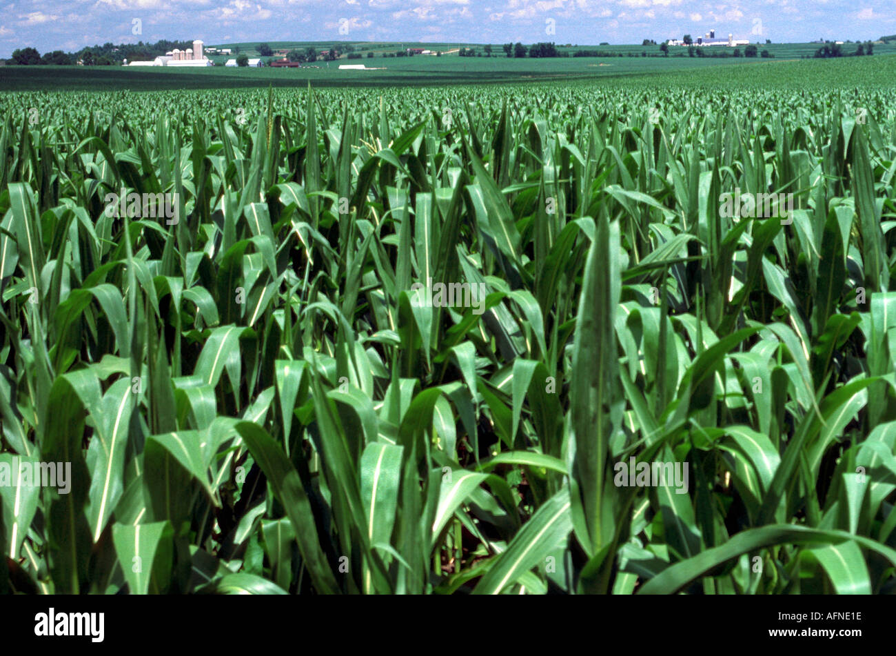 Typische Midwest-Mais-Feld-Michigan Stockfoto