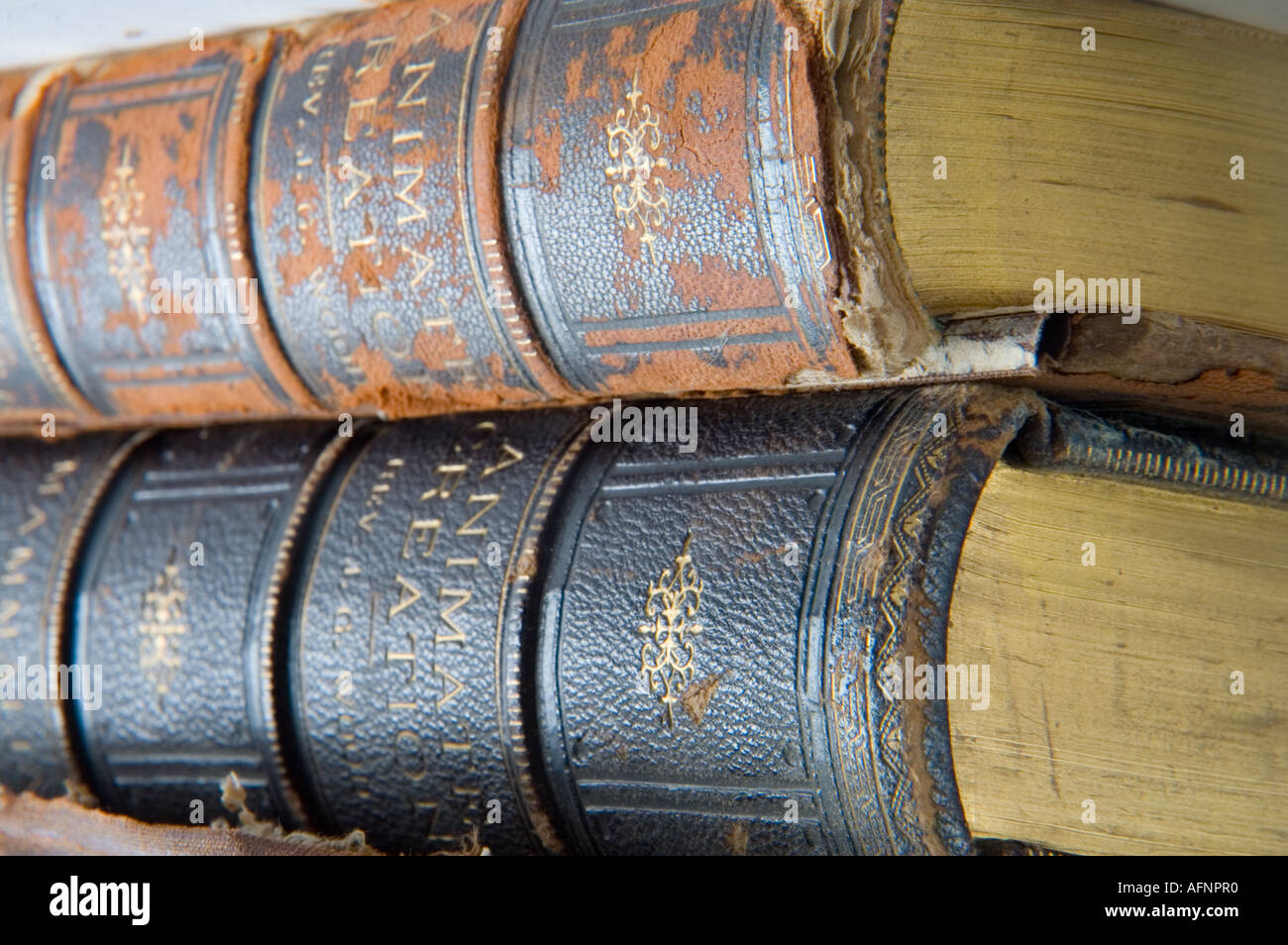 Altes Leder gebundene Bücher Stockfoto