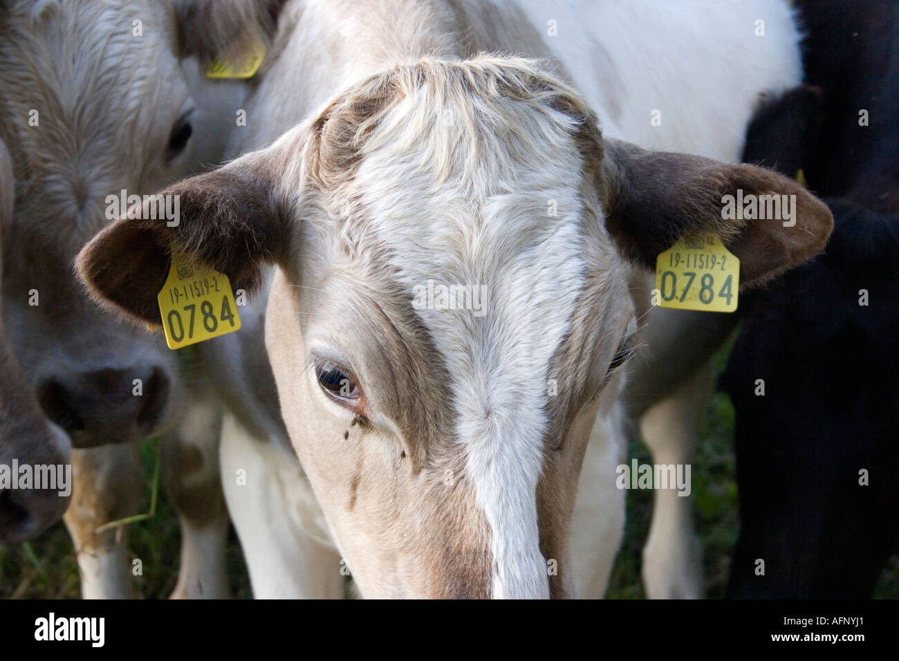 Milchkühe mit Tags auf Ohren County Limerick Irland Stockfoto