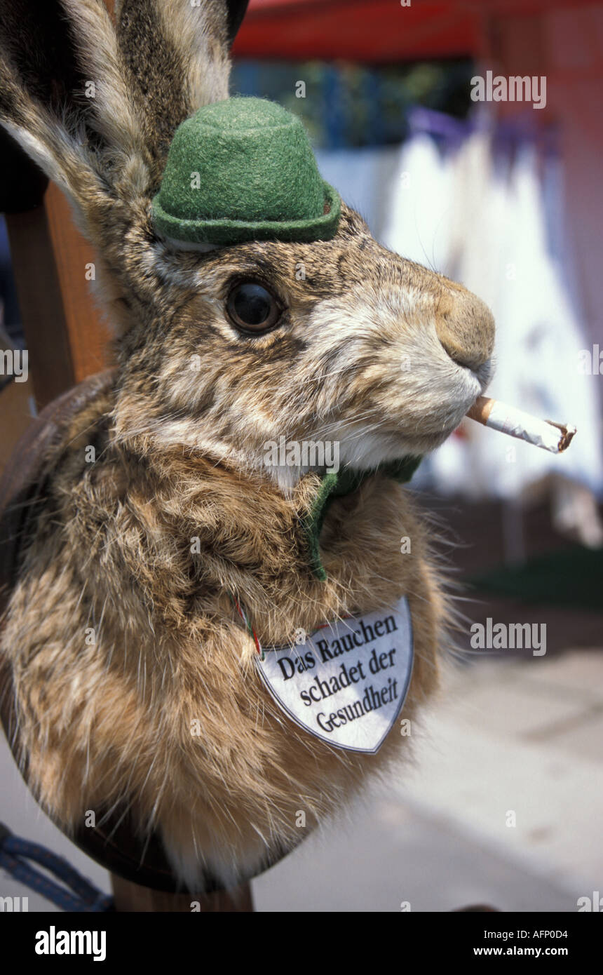 Kaninchen, "Rauchen gefährdet Ihre Gesundheit" Stockfoto