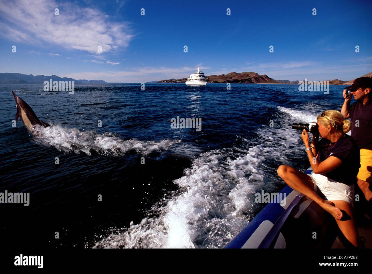 Mexiko Baja Mar de Cortés Menschen fotografieren Delphine von schnell fahrenden Boot Stockfoto