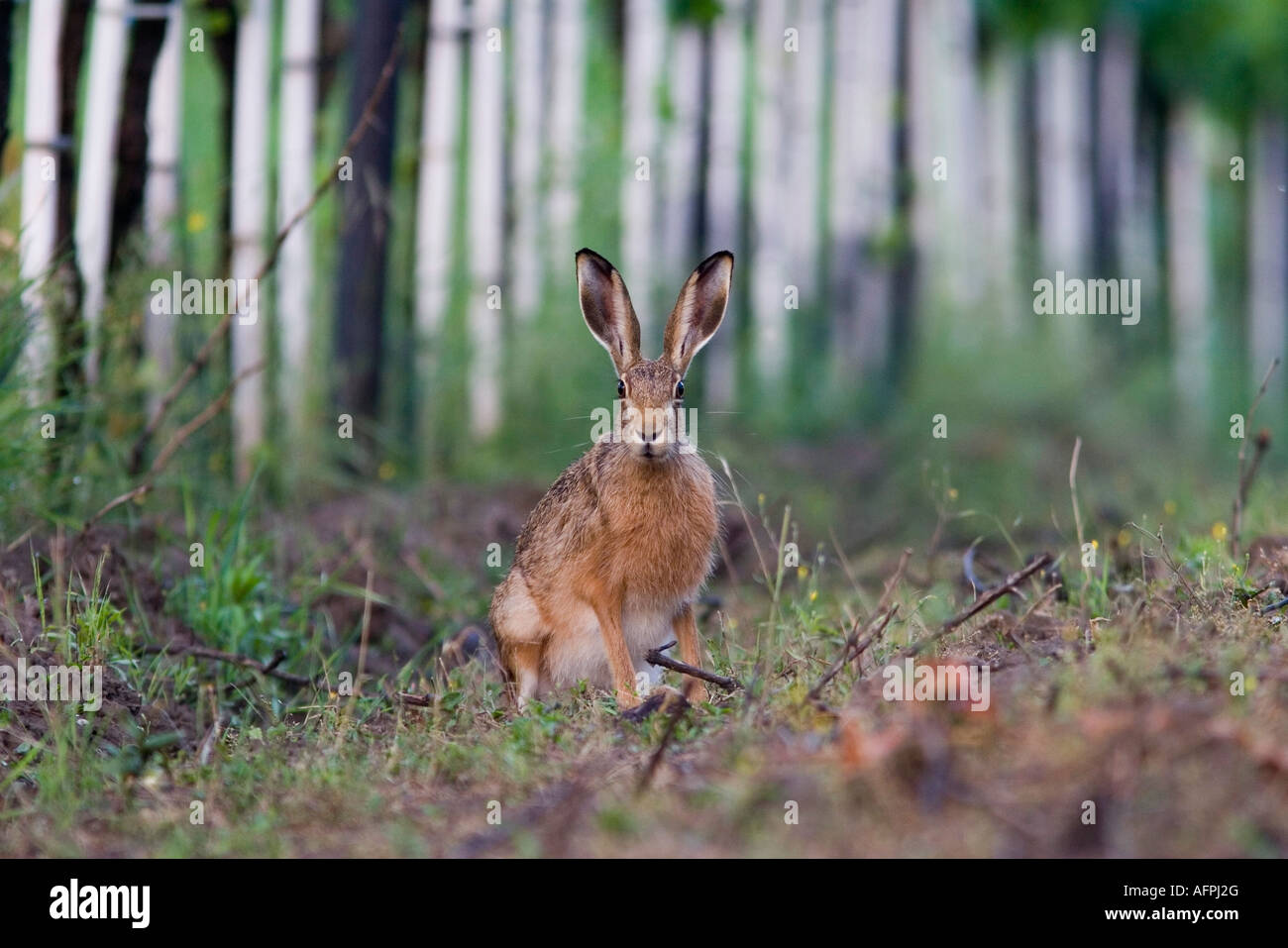 Feldhase Im Wald europäischen Hase Lepus Europaeus in Wald Stockfotografie  - Alamy