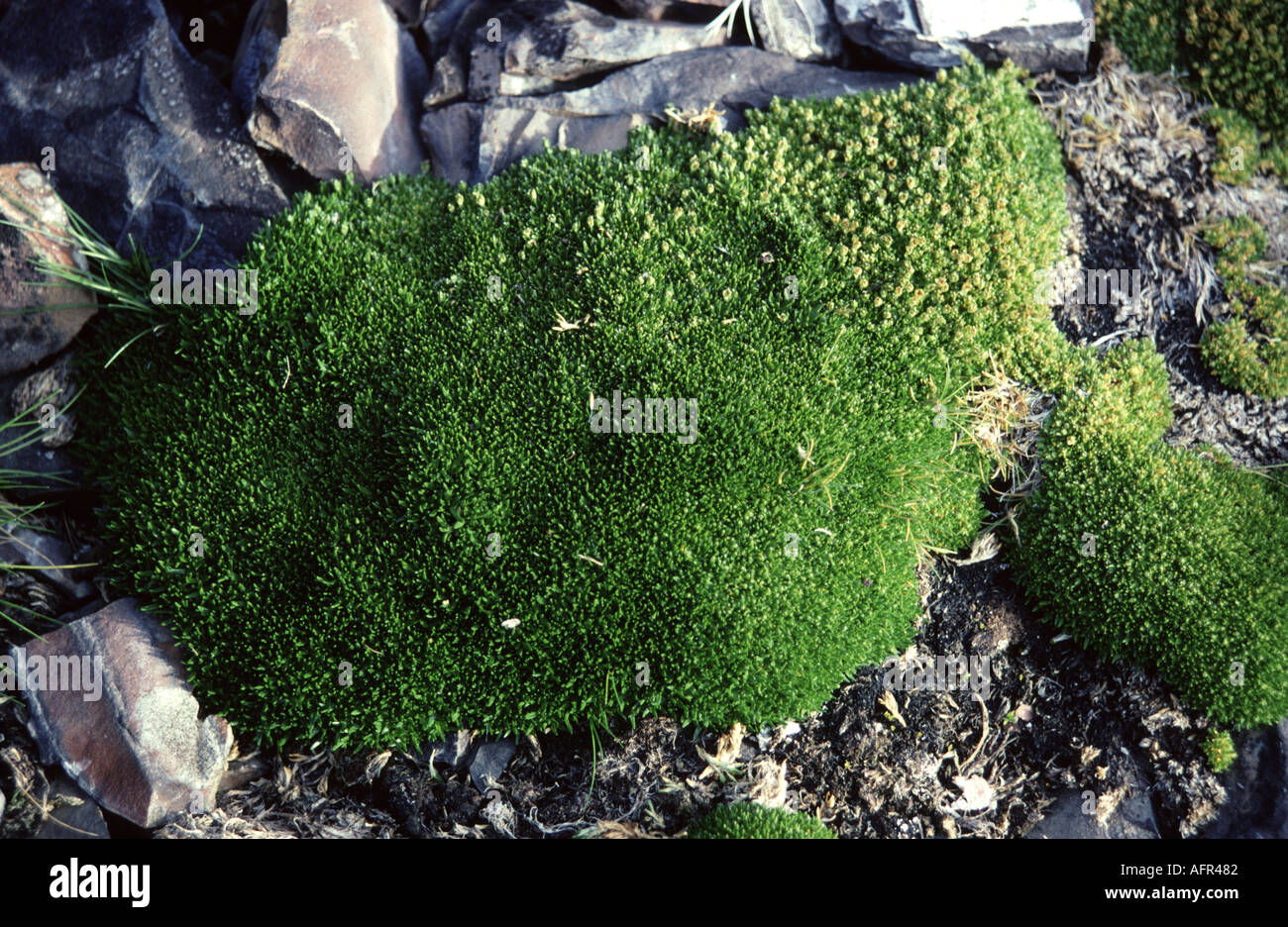 Mastkraut Colobanthus Quitensis ist einer von nur zwei Blütenpflanzen in der Antarktis Stockfoto