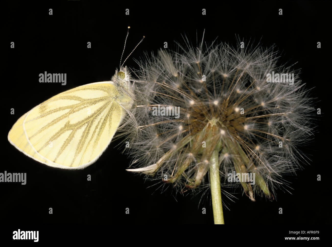 Grüne veined White Butterfly Pieris napi Stockfoto