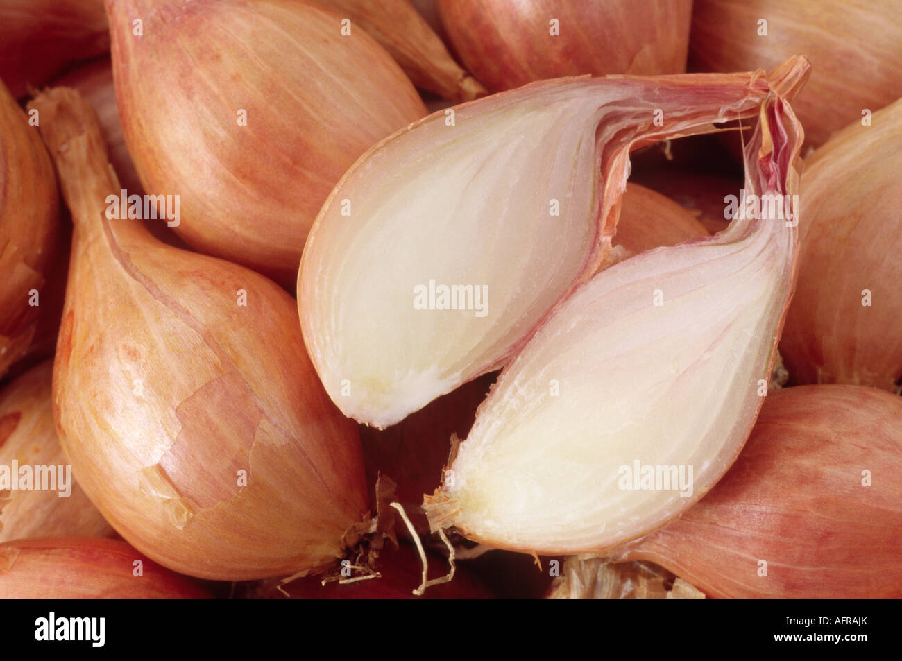 Allium Cepa var. Aggregatum "Mikor" (Schalotte) Jersey halbe long-Typ. Nahaufnahme von Glühbirnen, eine aufgeschnitten. Stockfoto