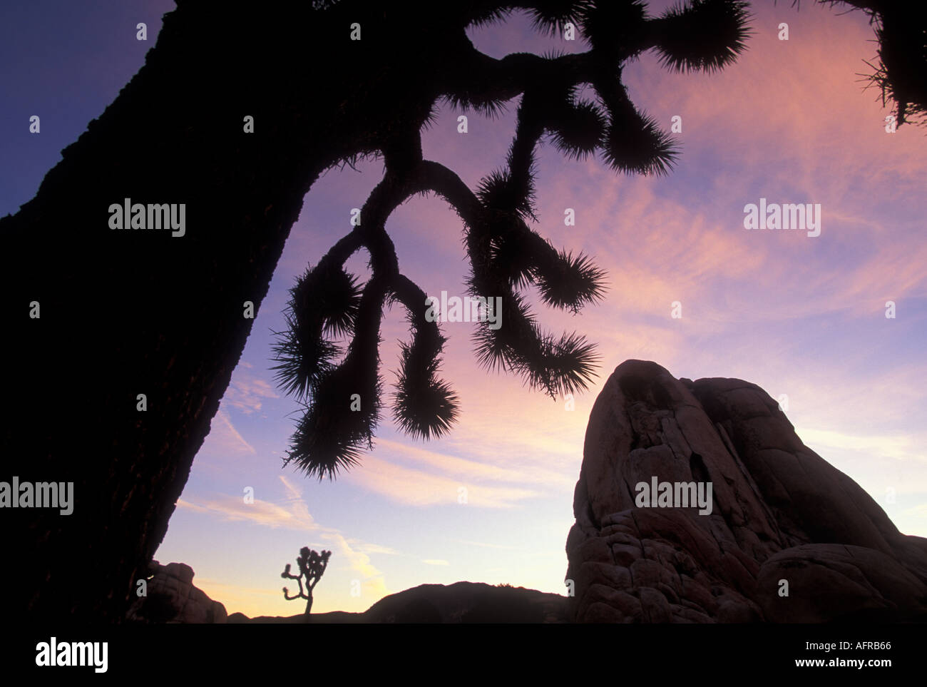 USA Californien, JOSHUA TREE Nationalpark, Dämmerung über Granitfelsen und Joshua Tree (Yucca Brevifolia) Stockfoto