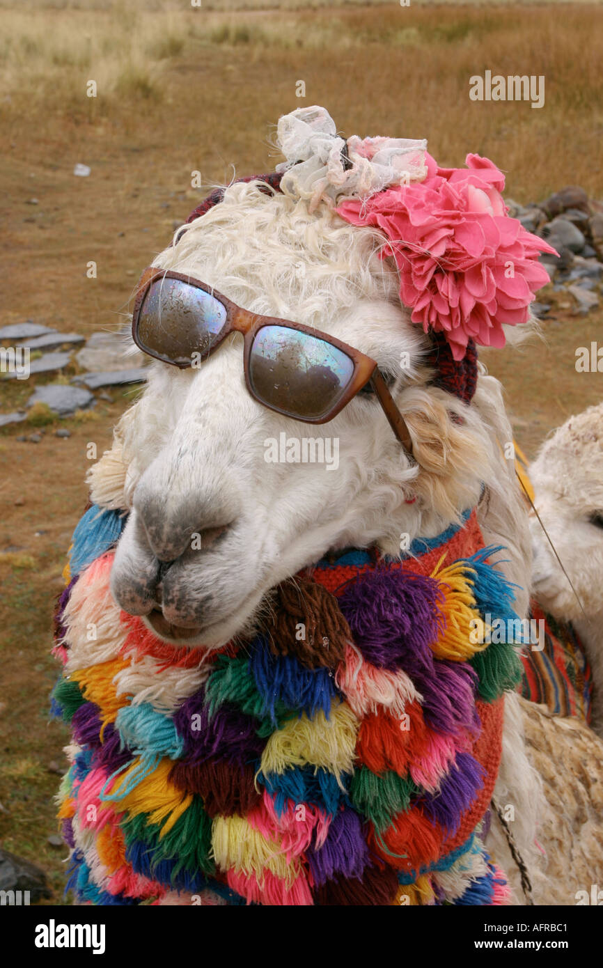 Lama mit Sonnenbrille in der Nähe von Huaraz Peru Stockfotografie - Alamy