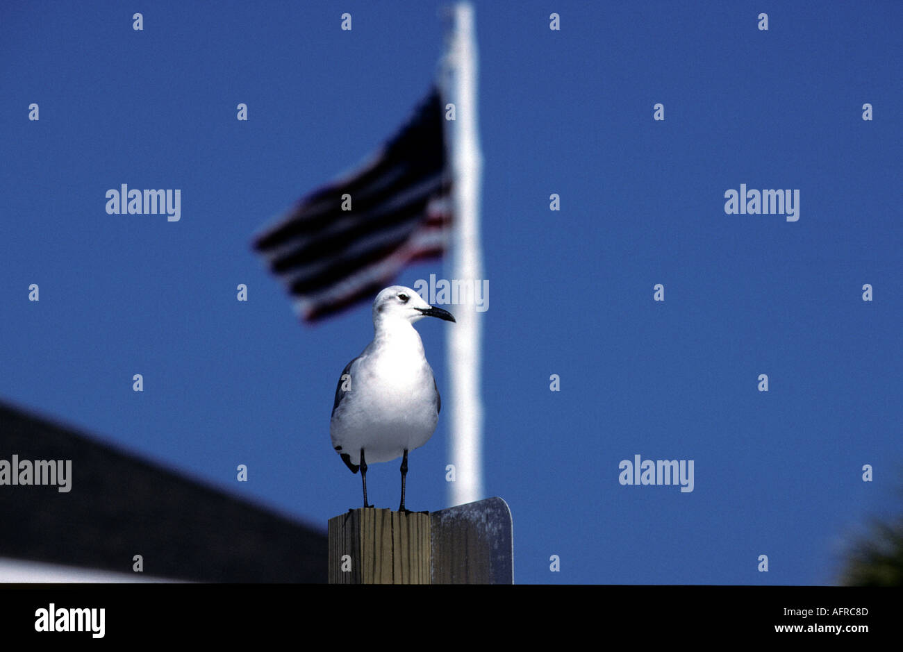 Möwe und USA Flagge Florida USA Stockfoto