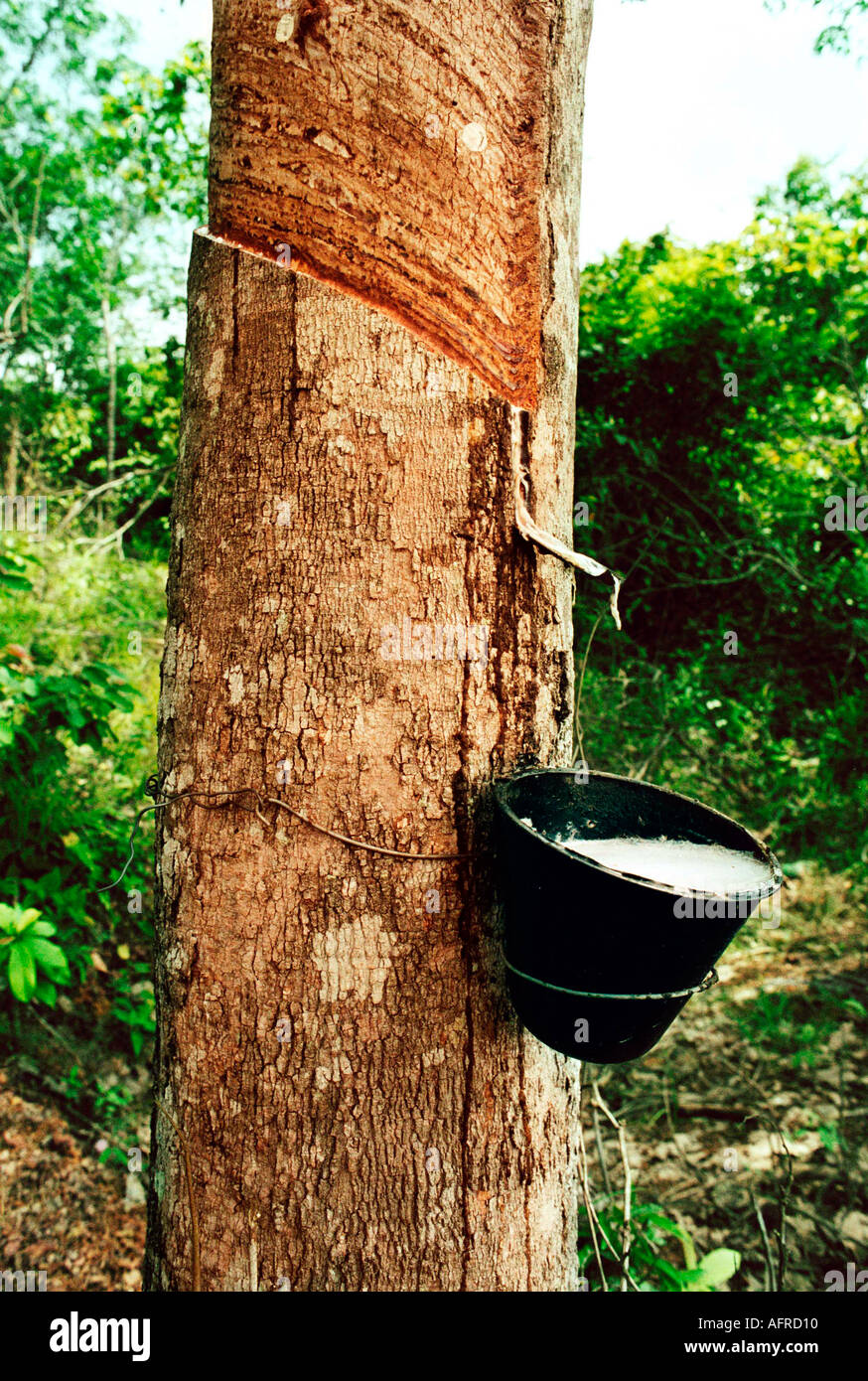 Ficus Elastica auch Indien Gummibaum genannt ist der klassische Gummibaum und stammt aus Indien und Malaysia Stockfoto