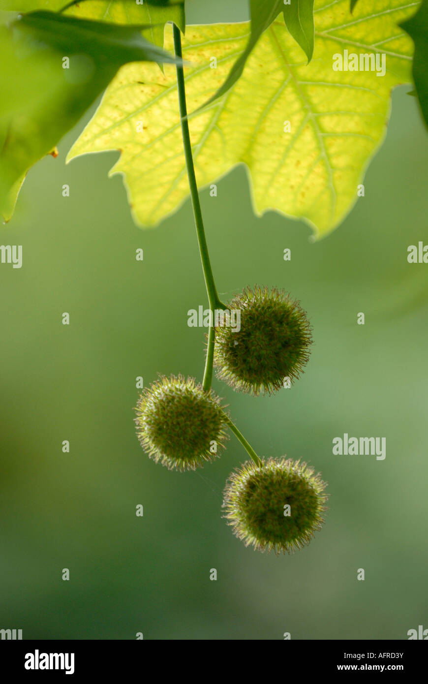 An einem Baum hängende Kastanien auf einem dünnen Sprig oder mit dahinterliegendem Sonnenlicht. Stockfoto