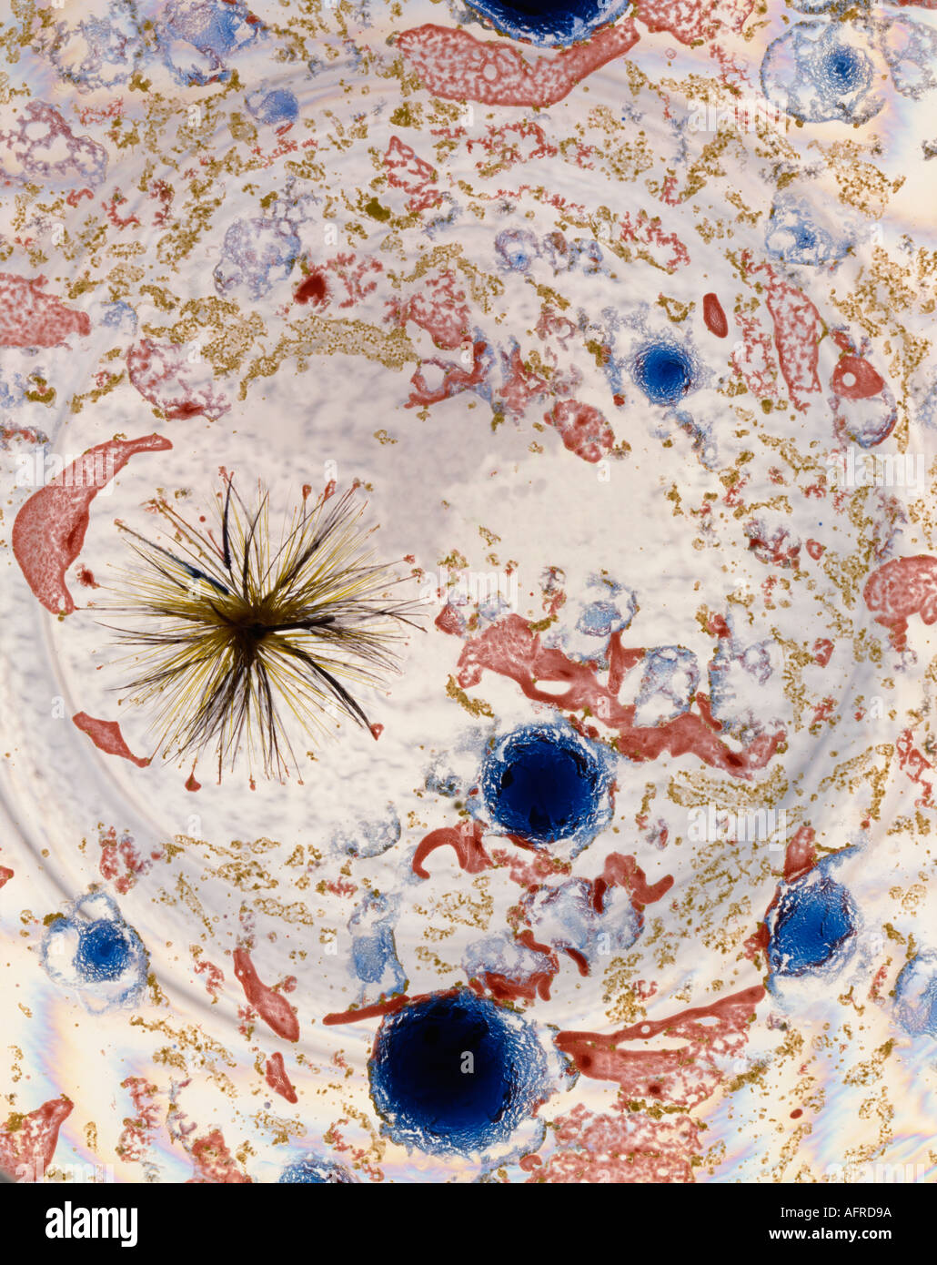 Farbig lackiert auf dem Wasser und ein Forellenangeln fliegen an der Spitze Stockfoto