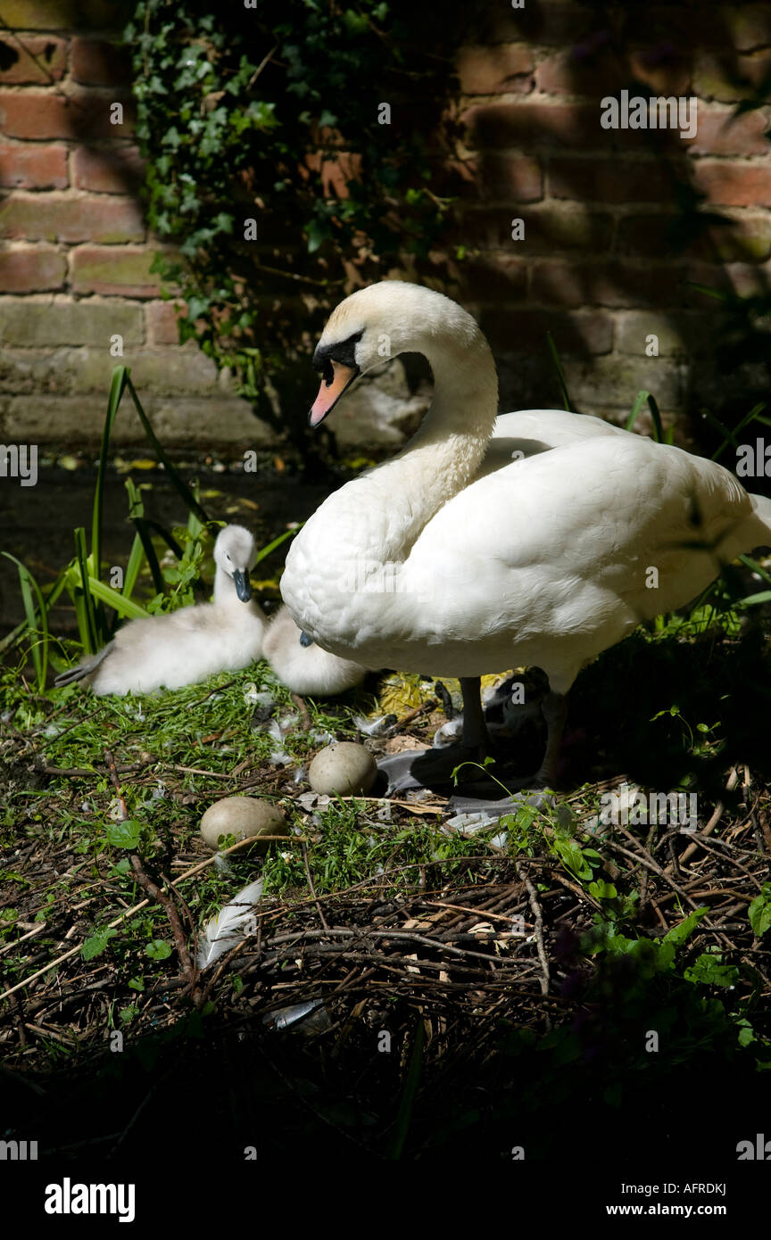 Cygnets und ungeschlüpfte Eier im Nest Fluss Stour Sudbury Suffolk England Schwan Stockfoto