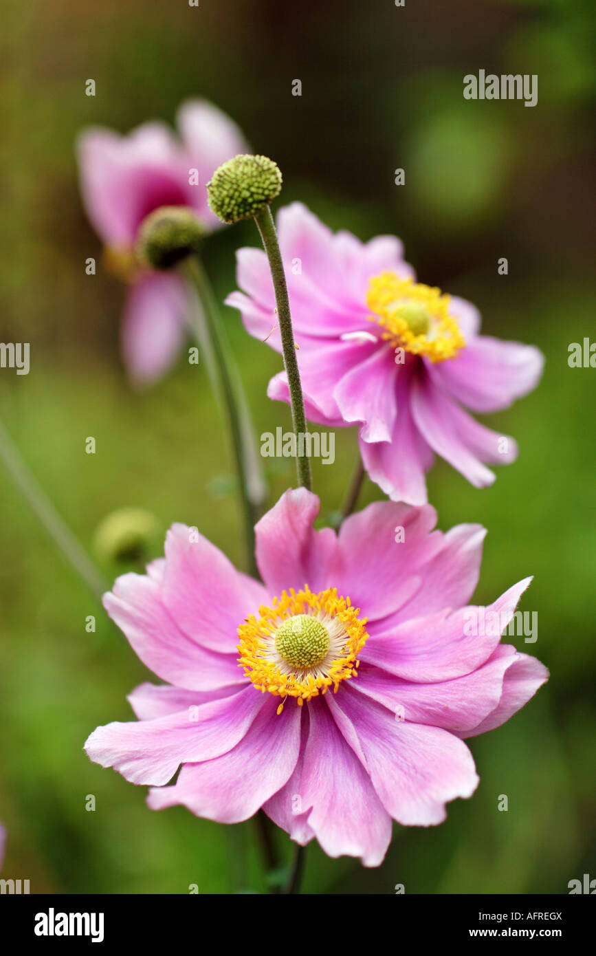 japanische anemone Stockfoto