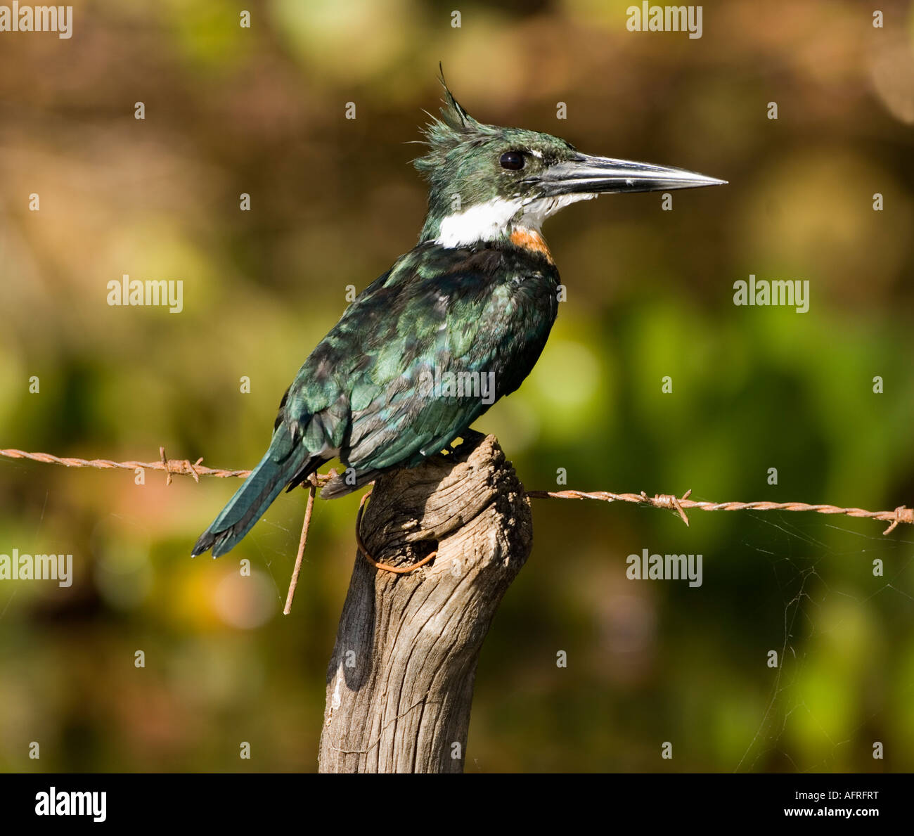 Grün Kingfisher Chloroceryle Americana-Pantanal-Brasilien Stockfoto