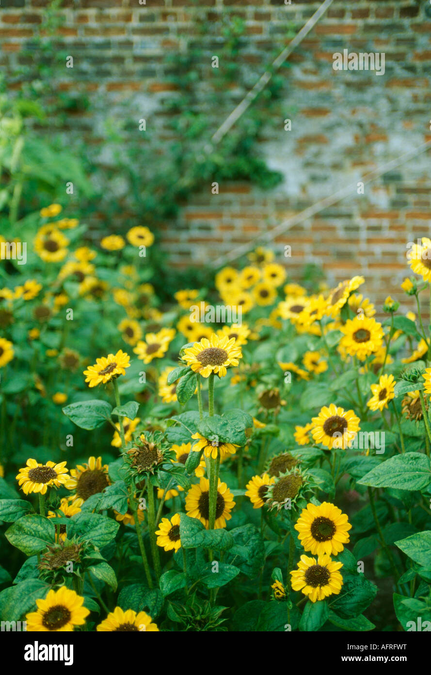 Gelbe mehrjährige Sonnenblumen im Sommer Garten Grenze Stockfoto