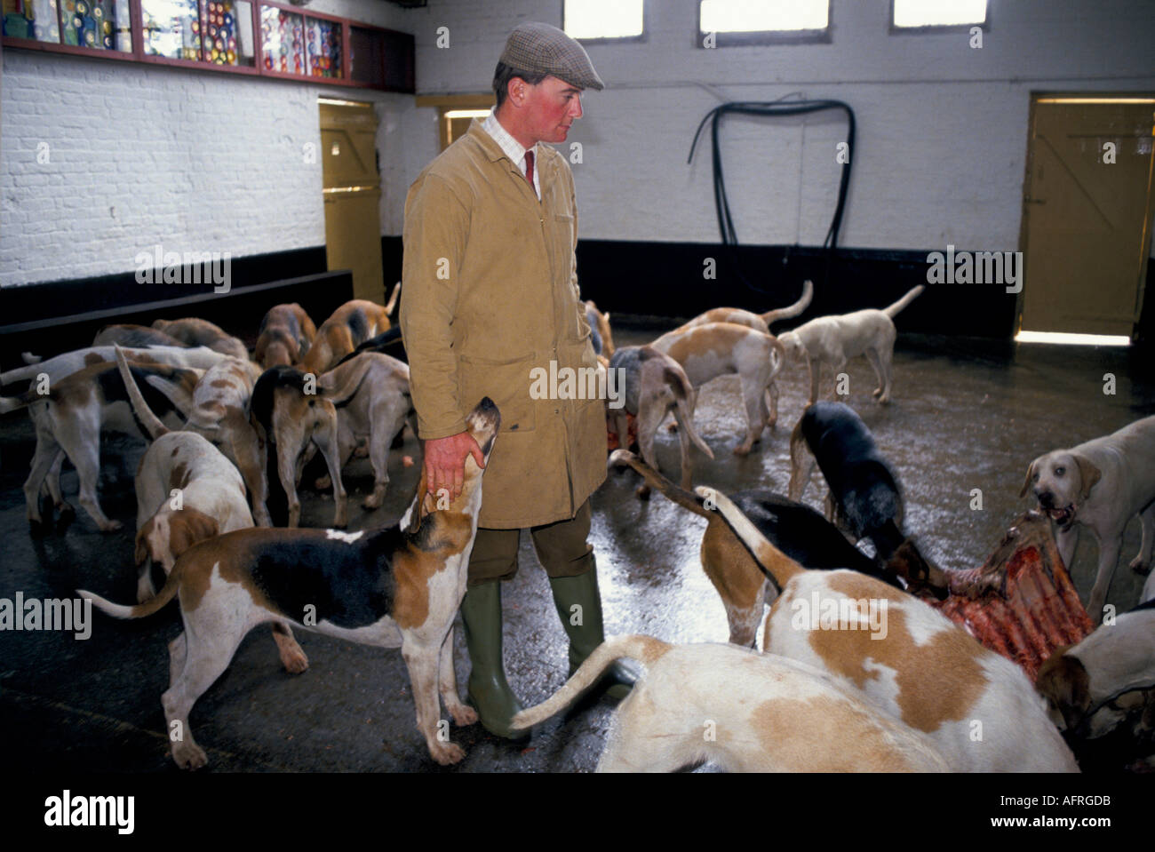 Charles Wheeler füttert die Hunde nach einer morgendlichen Übung das Herzog von Beaufort Hunt Badminton House Anwesen Gloucestershire 1996 1990er UK HOMER SYKES Stockfoto