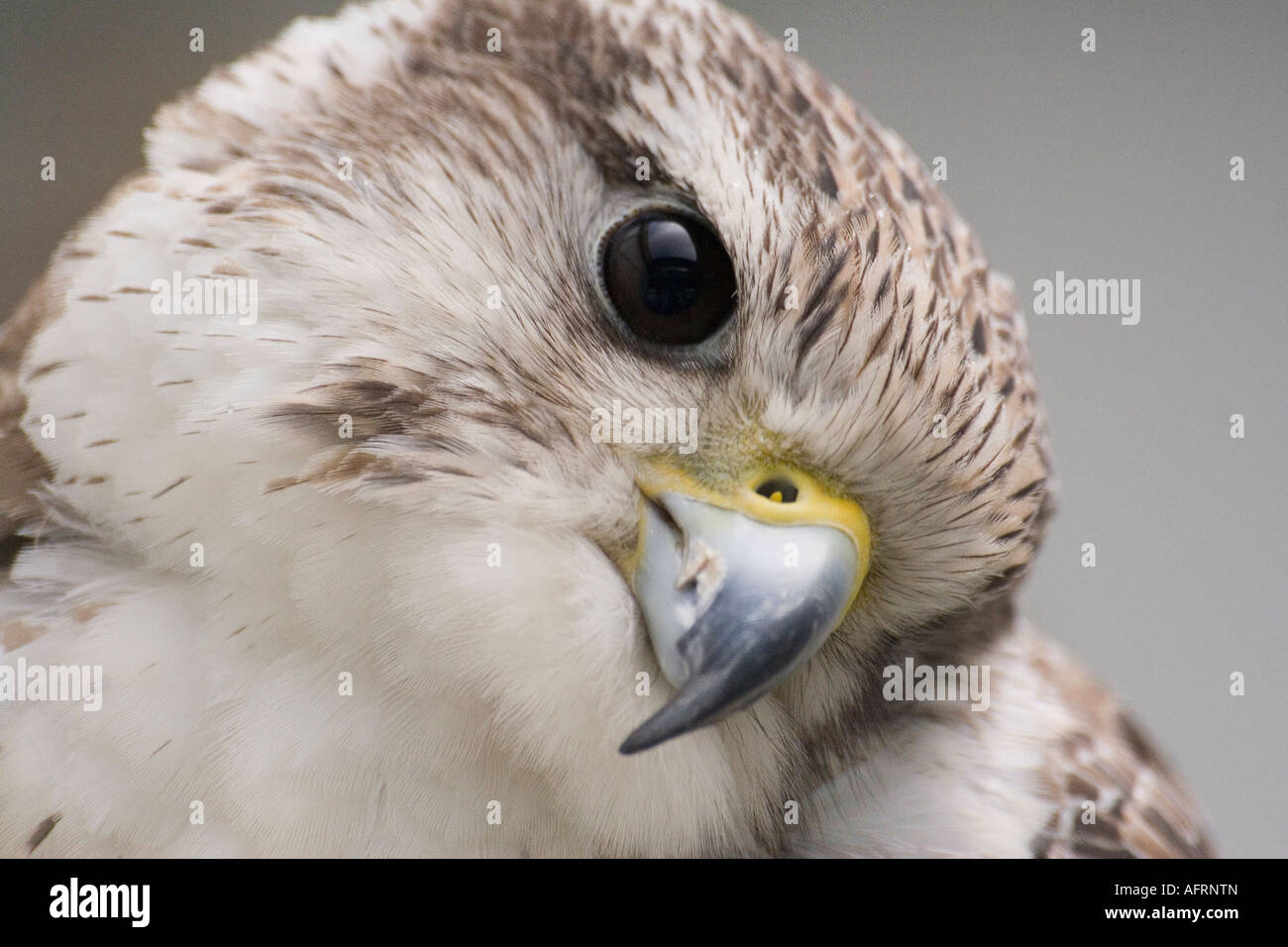 Porträt von einem Mäusebussard Greifvogel hautnah Stockfoto