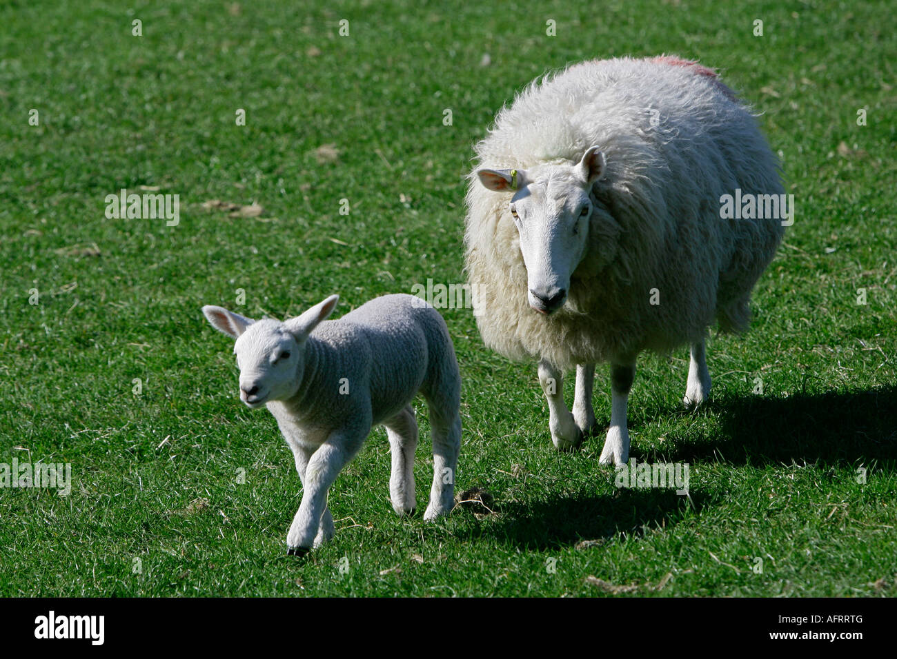 Schaf und Lamm, Lake District, Cumbria, England Stockfoto