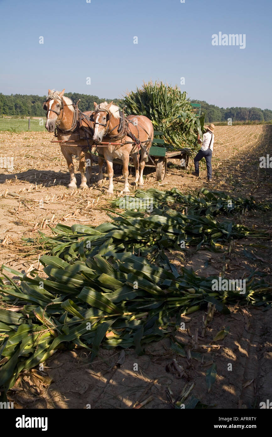 Amische Landwirt erntet Mais Stockfoto