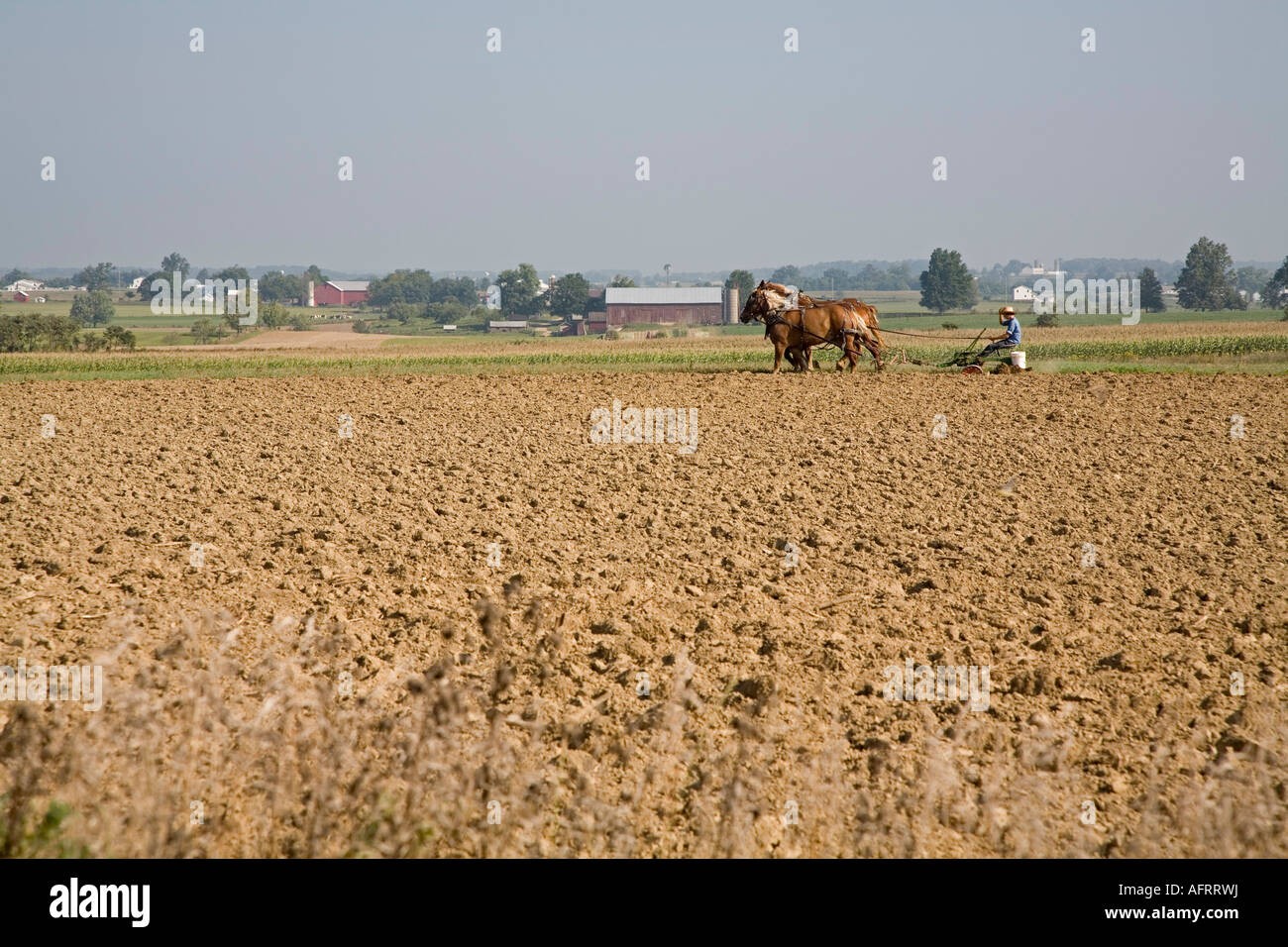 Eine amische junge Pflüge ein Feld mit einem Team von Pferden Stockfoto