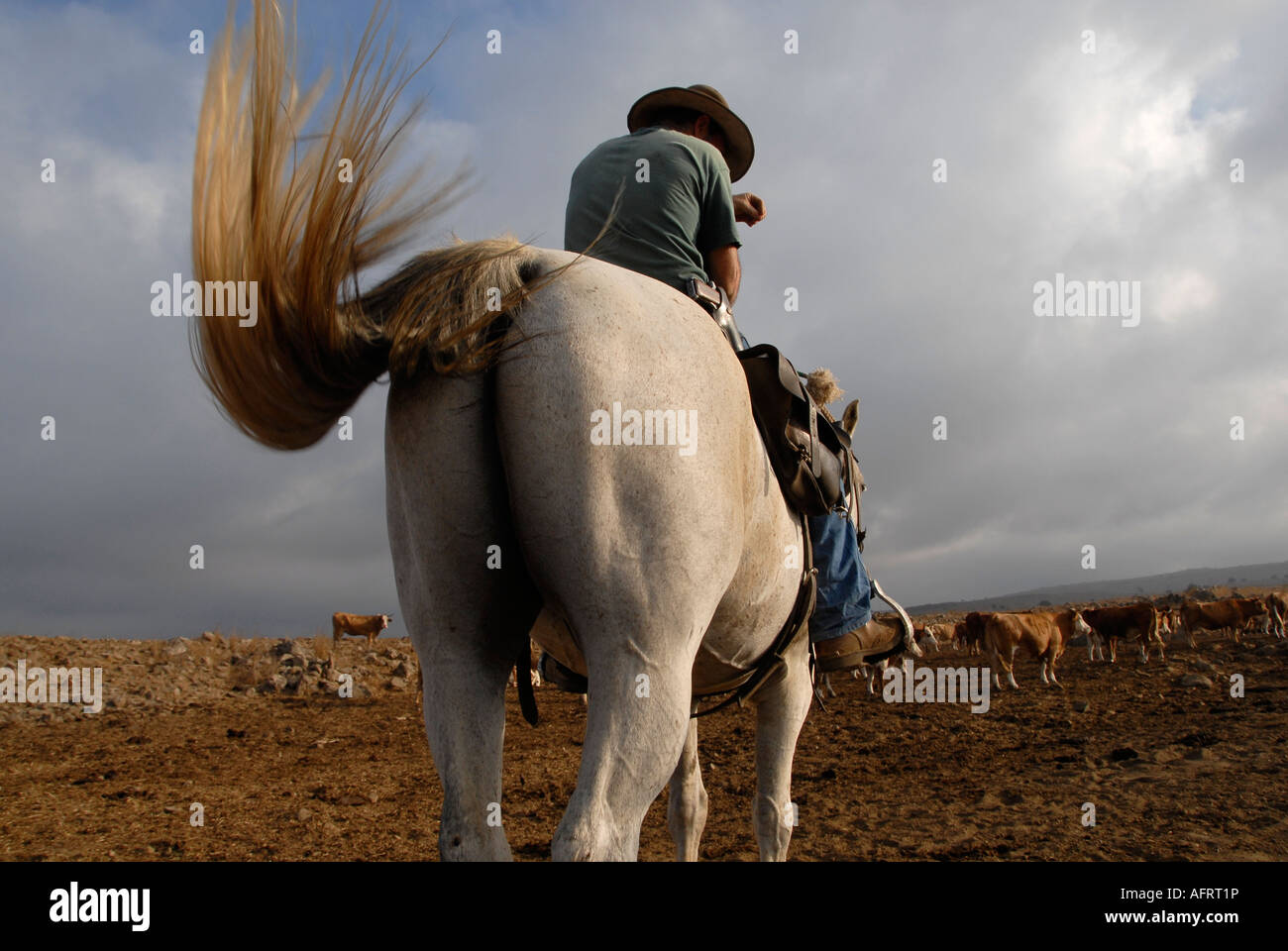 Ein israelischer Viehzüchter, der eine Pistole auf einem Pferd in den Golanhöhen im Norden Israels trägt Stockfoto