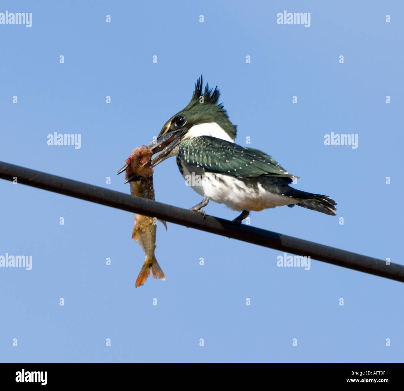 Grün-Eisvogel mit Fisch Chloroceryle Americana-Pantanal-Brasilien Stockfoto