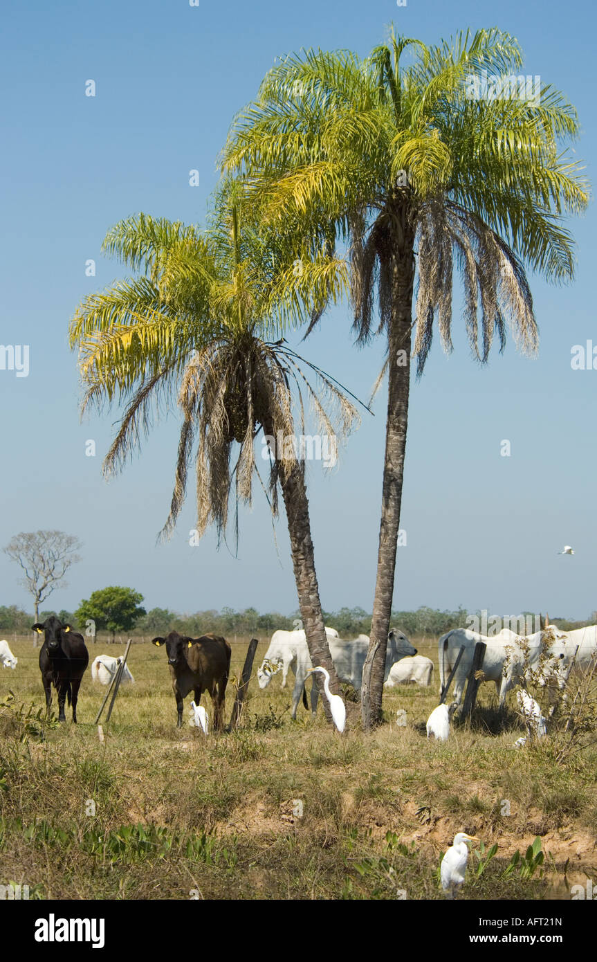 Palme und Vieh-Pantanal-Brasilien Stockfoto