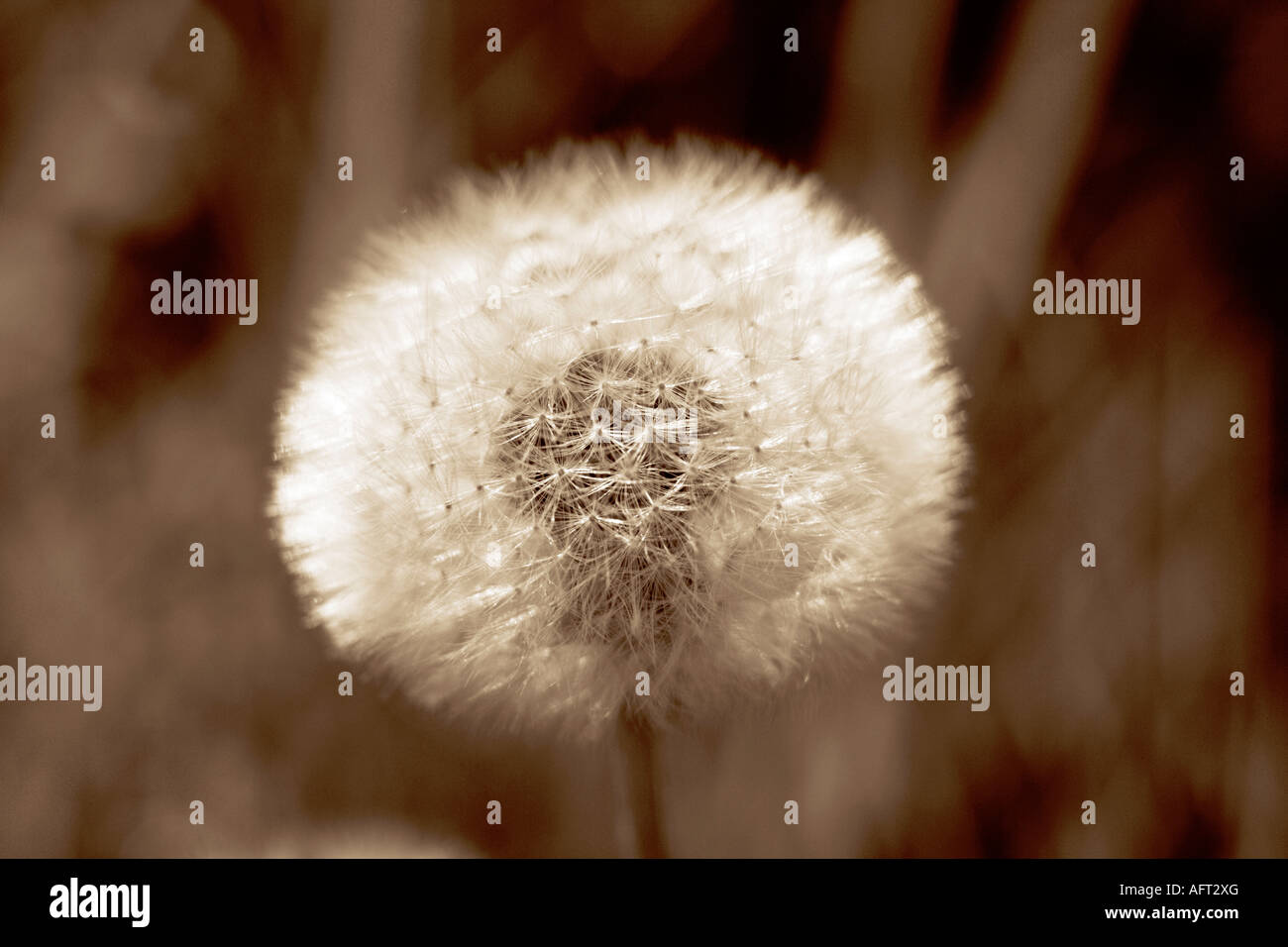 Sepia in der Nähe von Löwenzahn Uhr Stockfoto