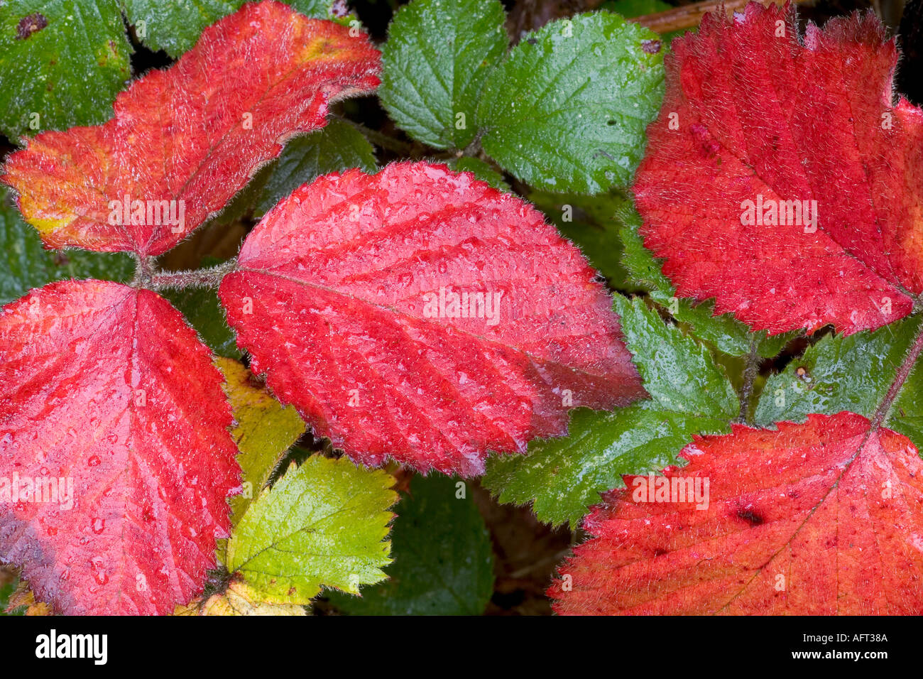 Bramble Blätter Herbst Herts UK Stockfoto