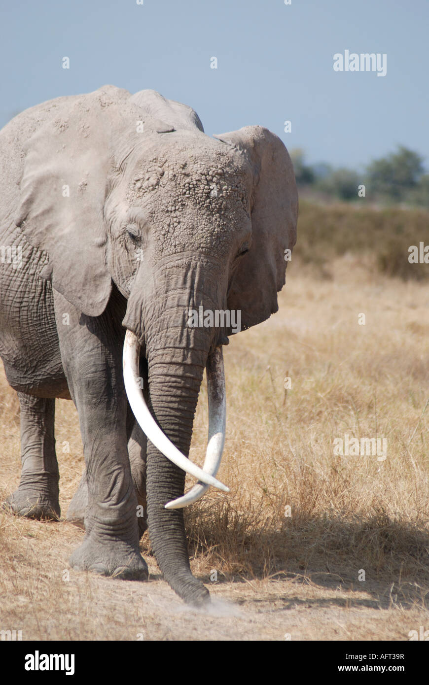 Eine Elefantendame mit langen Stoßzähnen, die über einander Amboseli Nationalpark Kenia in Ostafrika kreuzen Stockfoto