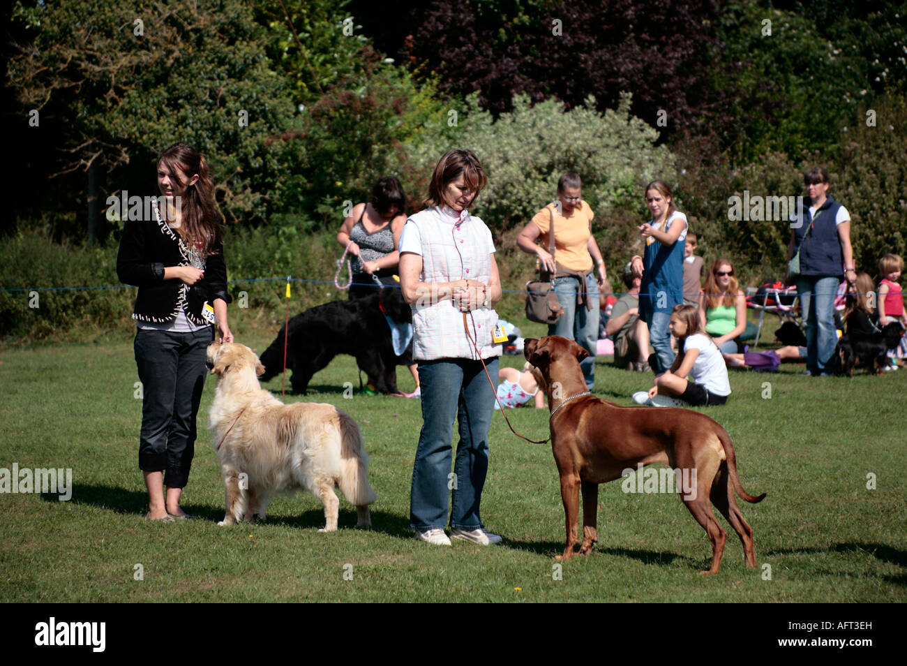 Hunde, die im Spätsommer auf der Village Dog Show in Großbritannien gegeneinander antreten Stockfoto