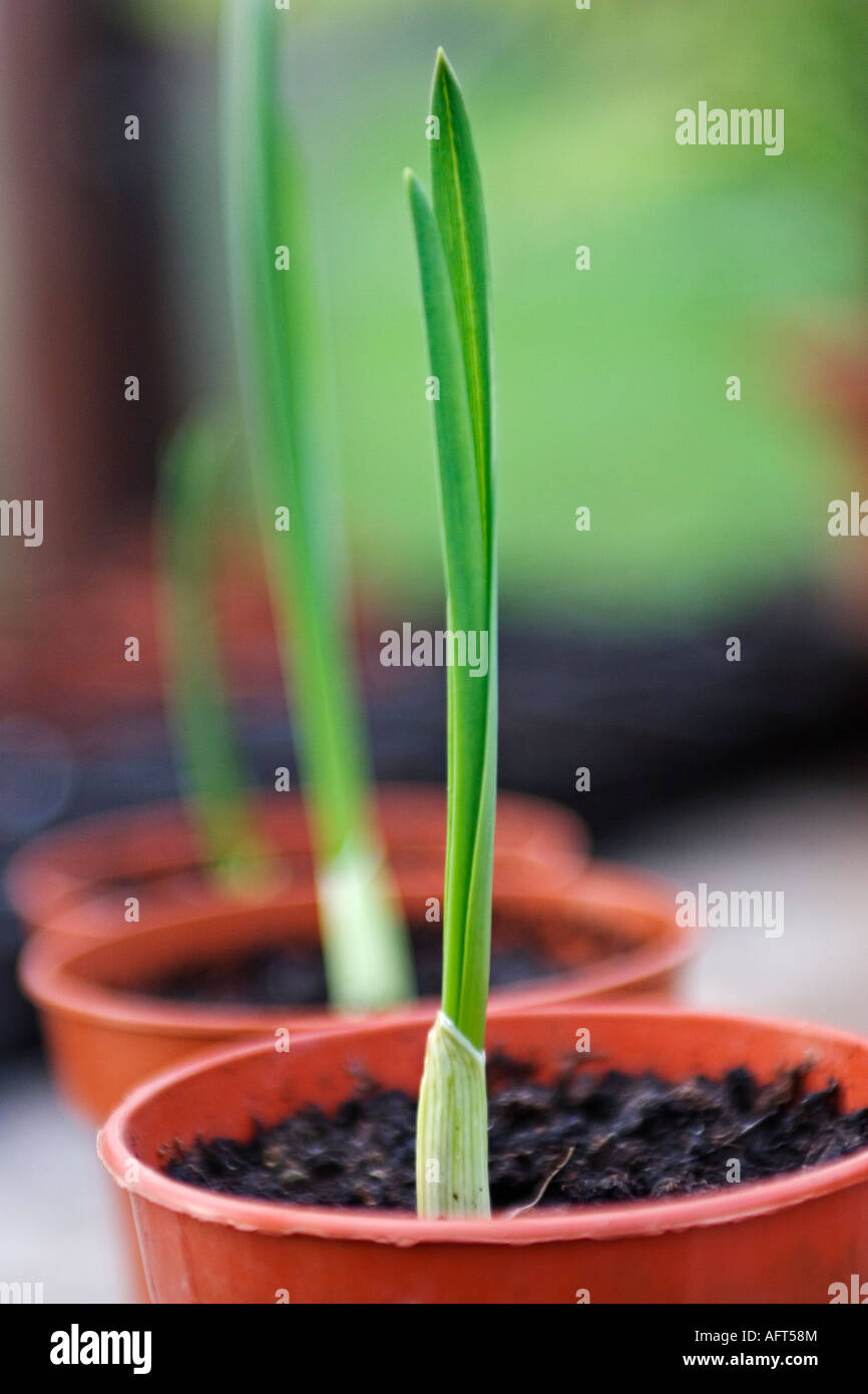 JUNGER KNOBLAUCH PFLANZEN Stockfoto