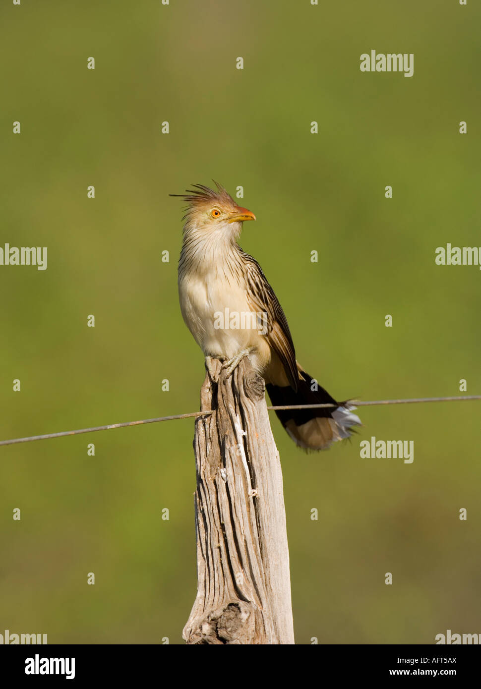 Guira Kuckuck Guira Guira Pantanal-Brasilien Stockfoto