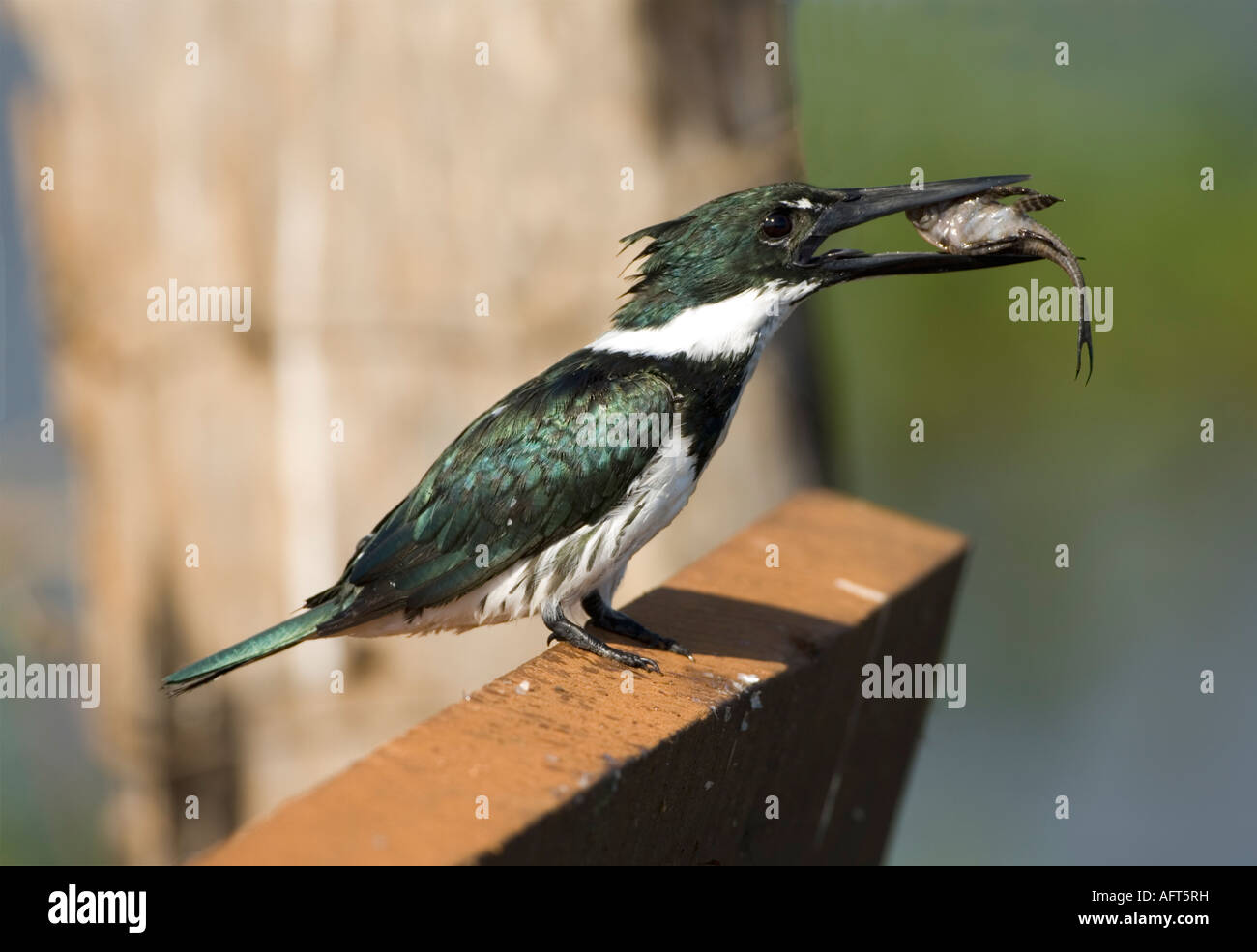 Grün-Eisvogel mit Fisch Chloroceryle Americana-Pantanal-Brasilien Stockfoto