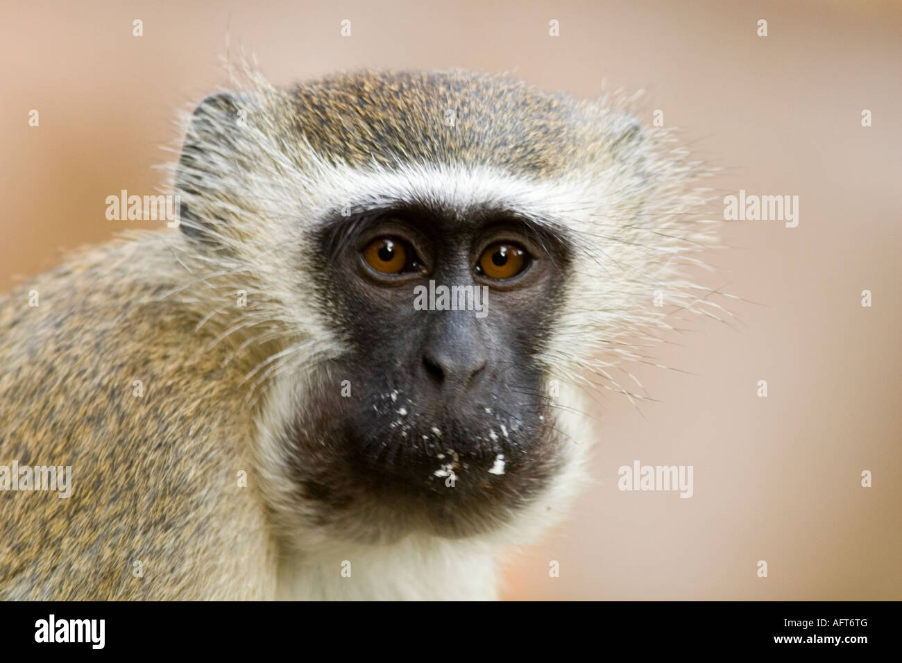 Vervet Affen führen Aethiops Essen mit Krümel über Gesicht im Kilombero Valley Tansania Stockfoto